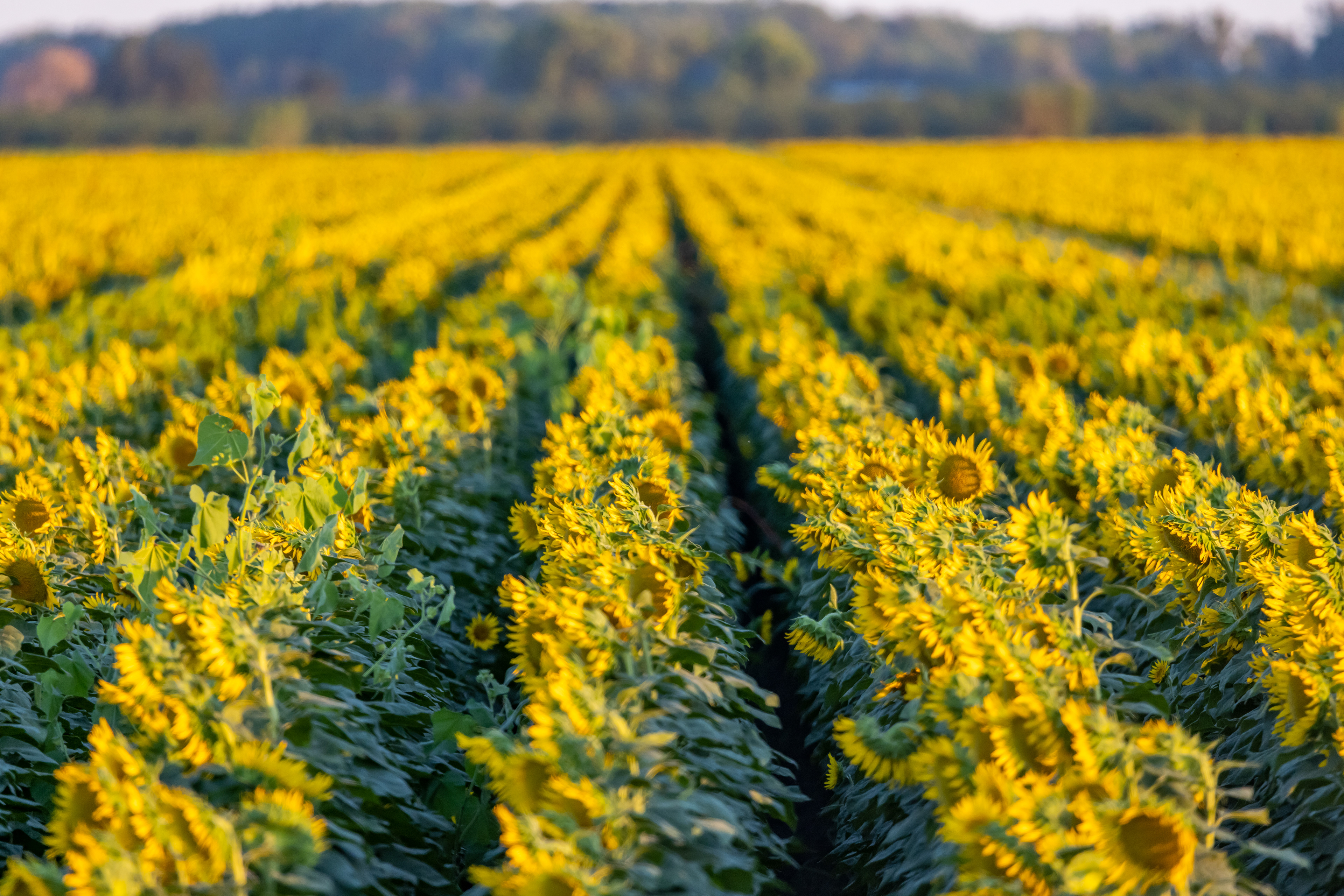 Sunflower Fields Forever - Colusa, CA