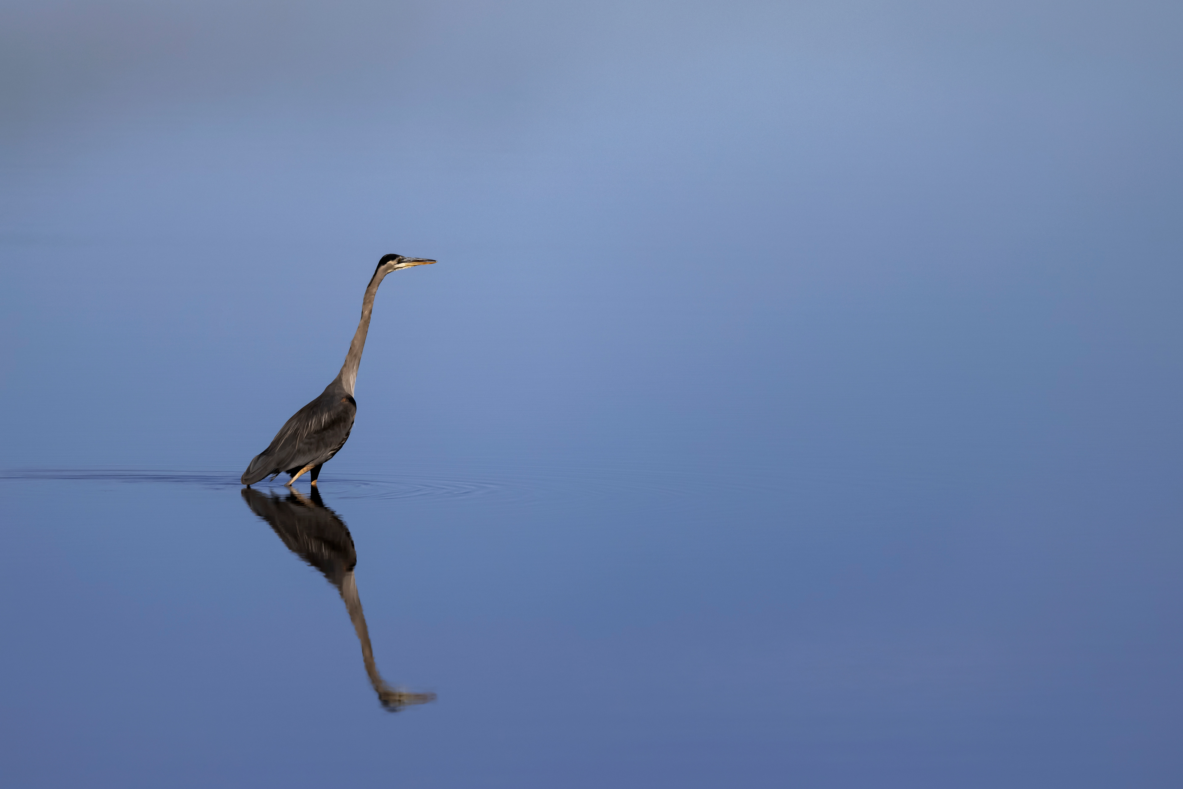 Great Blue Heron