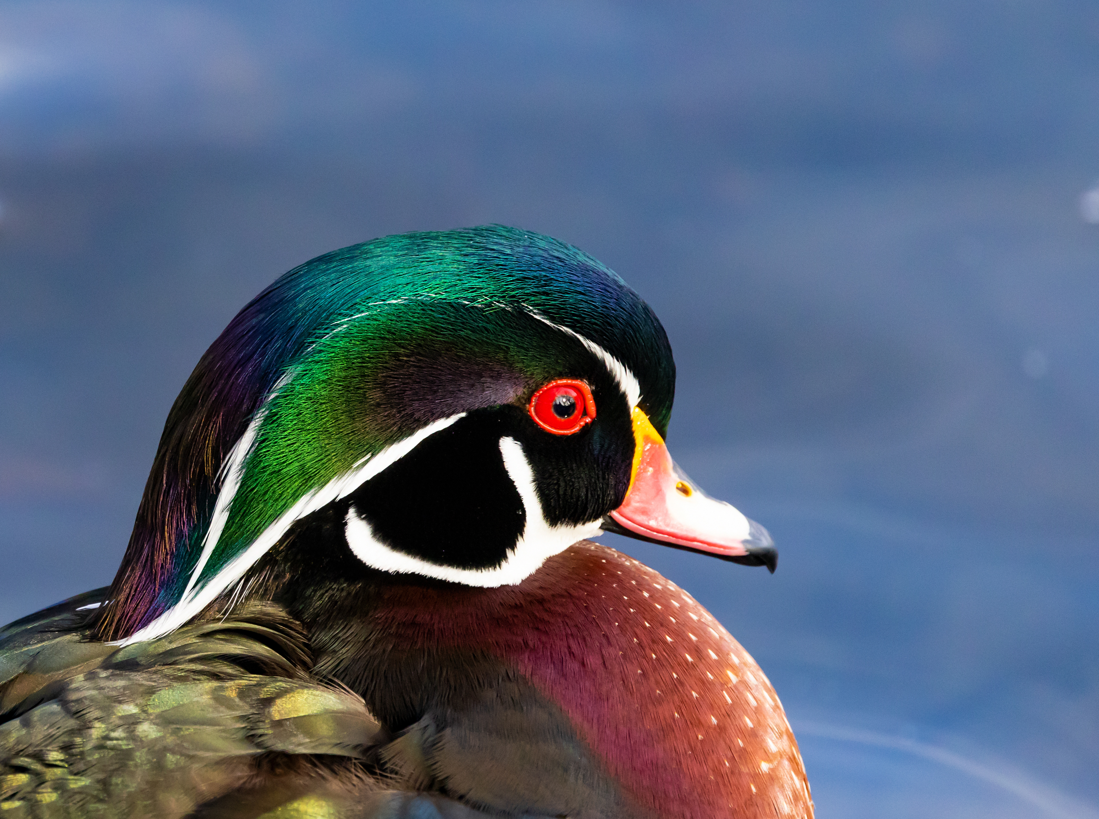 Wood Duck