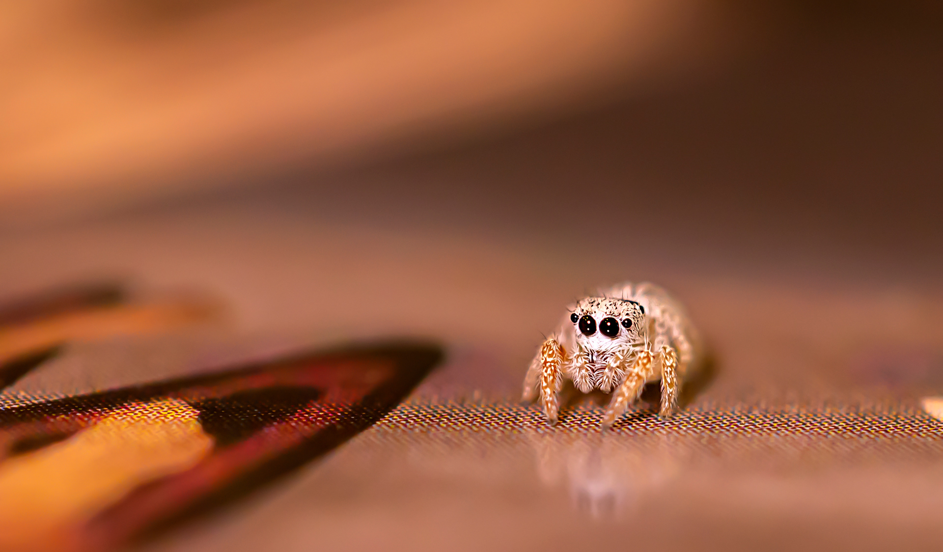 Cutest Spider Ever!