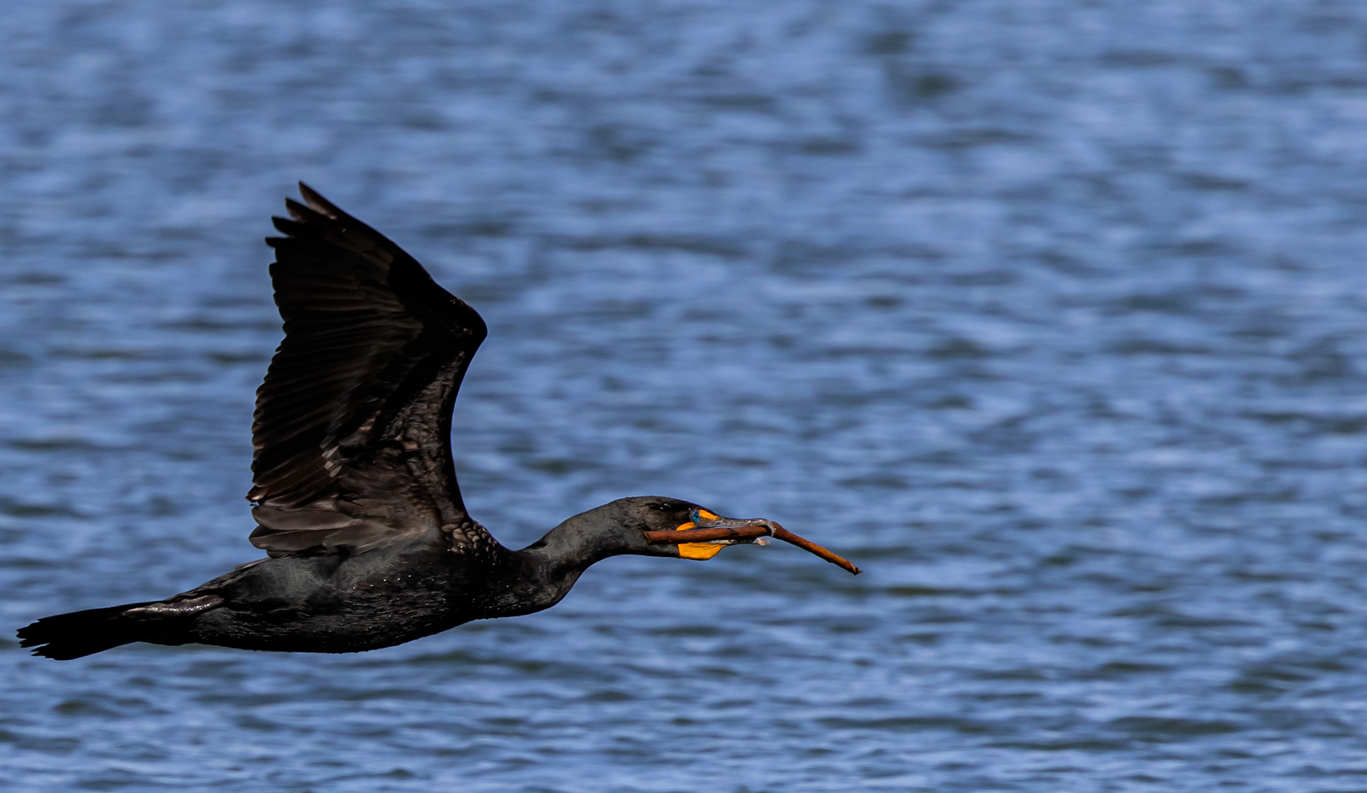 Double Crested Cormorant