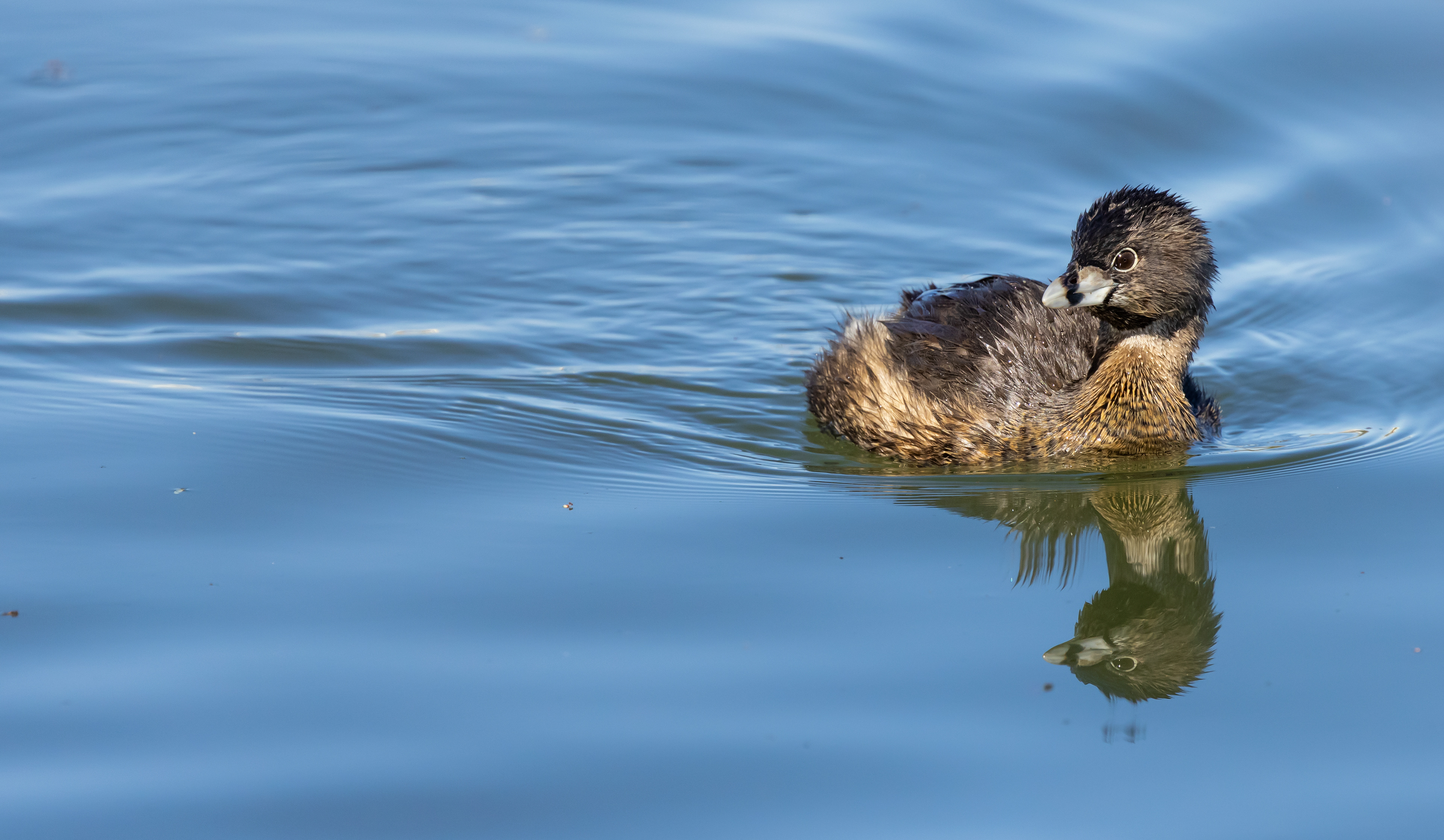 Pie-biled Grebe