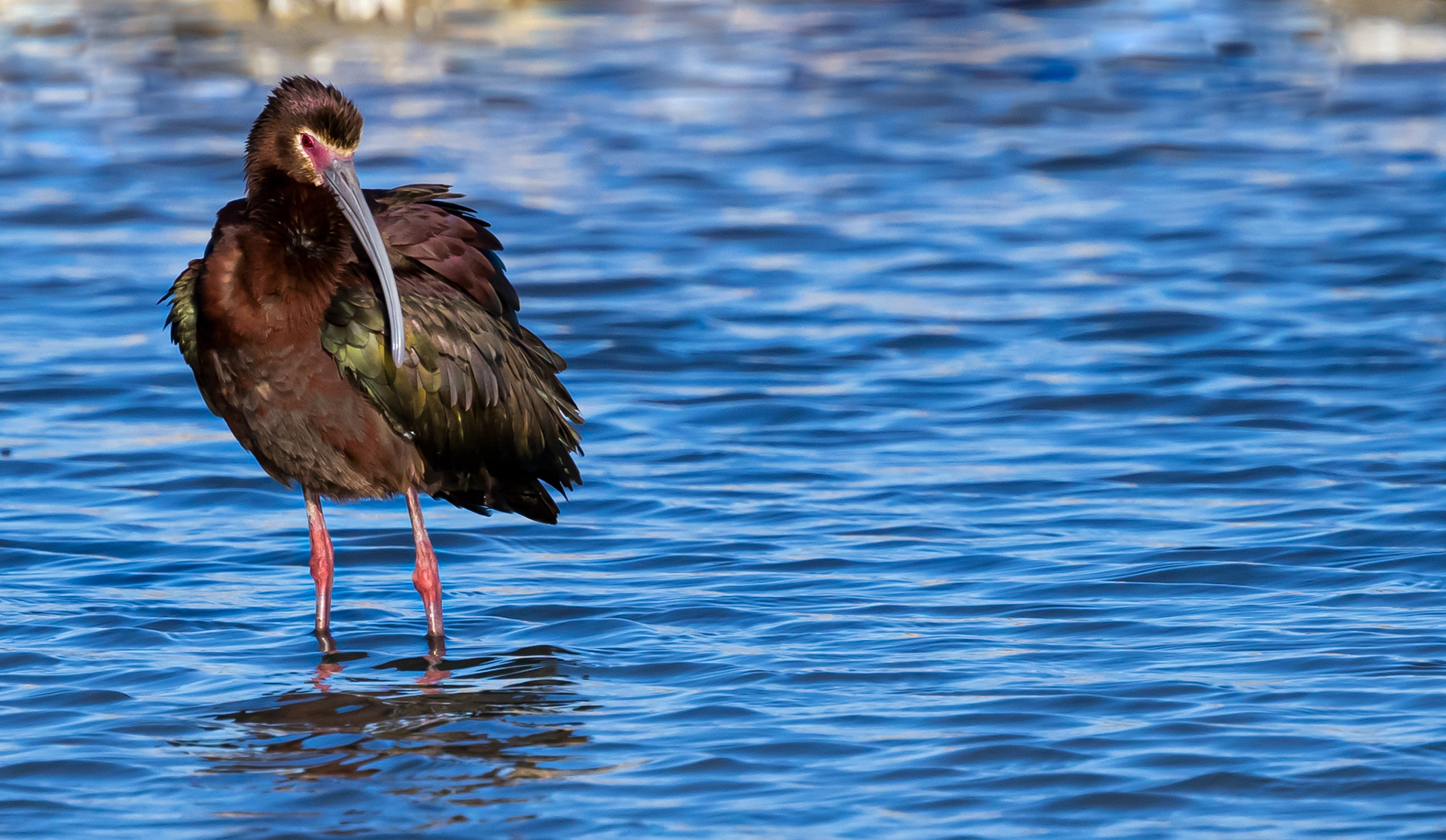 White-faced Ibis