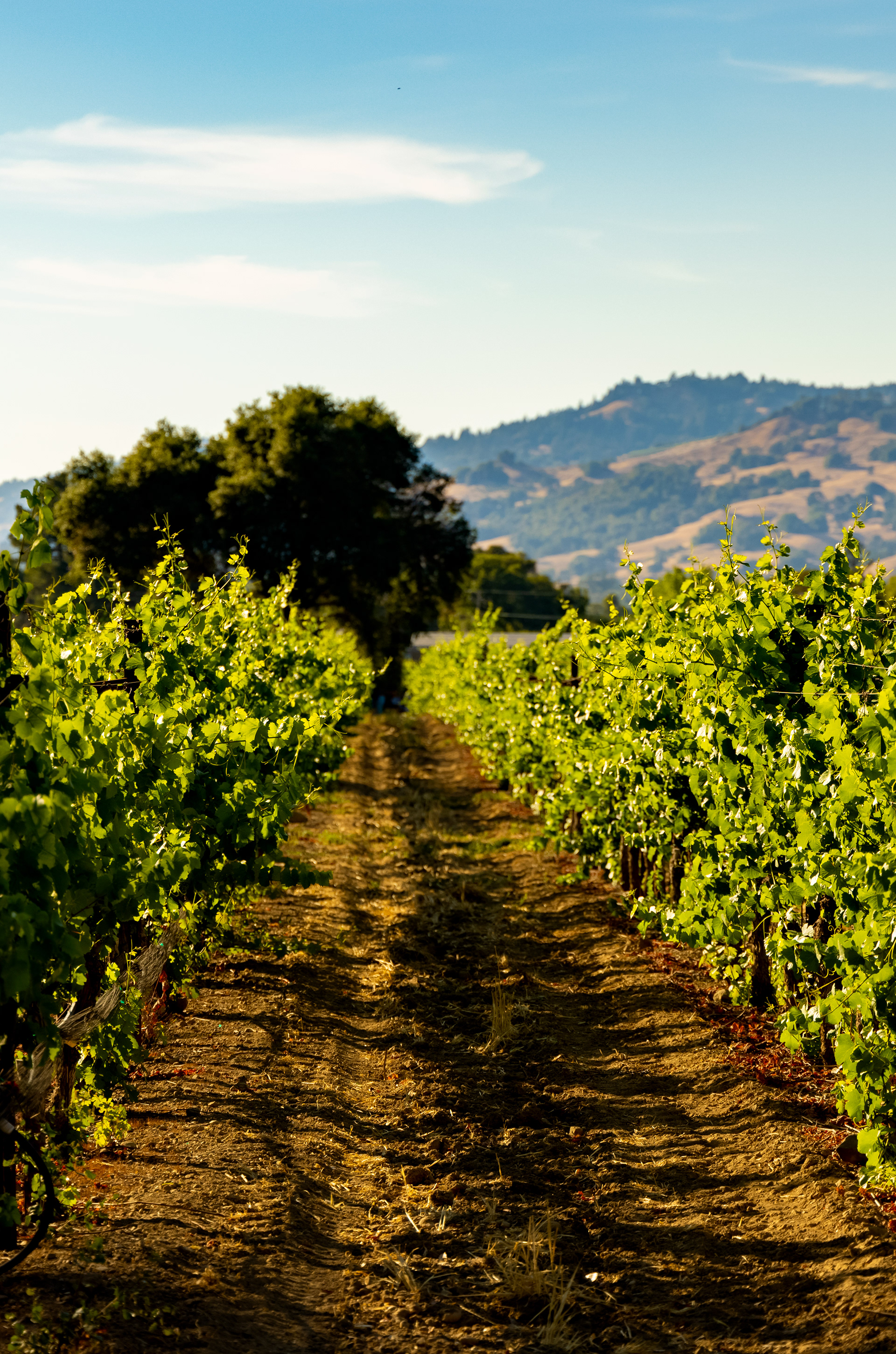 Down The Alleyway - Boonville, CA