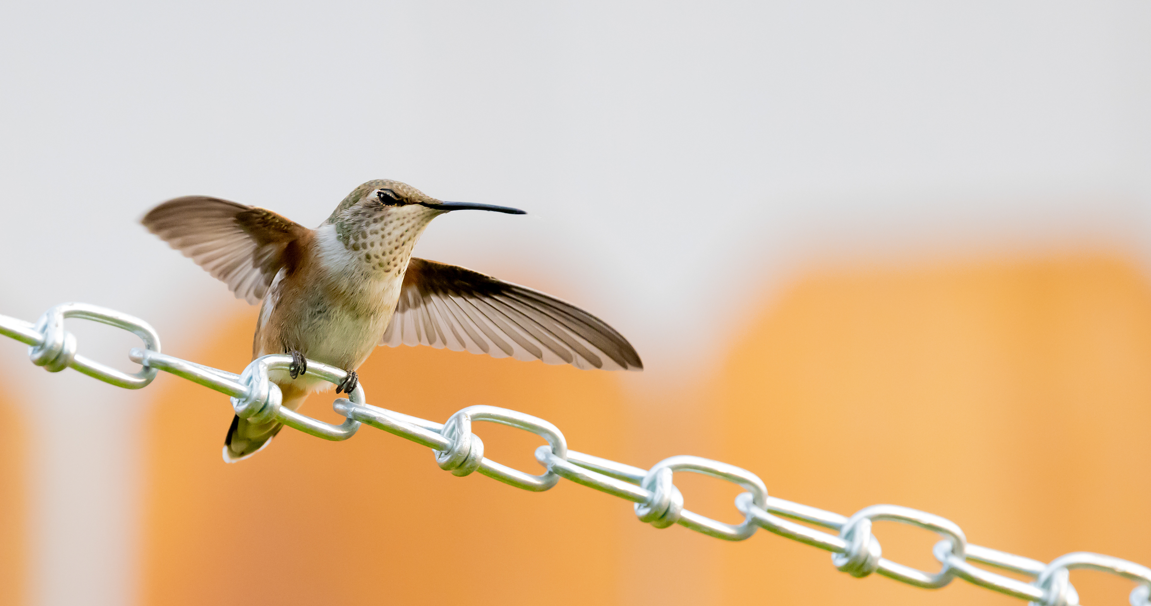 Rufous Hummingbird (female)