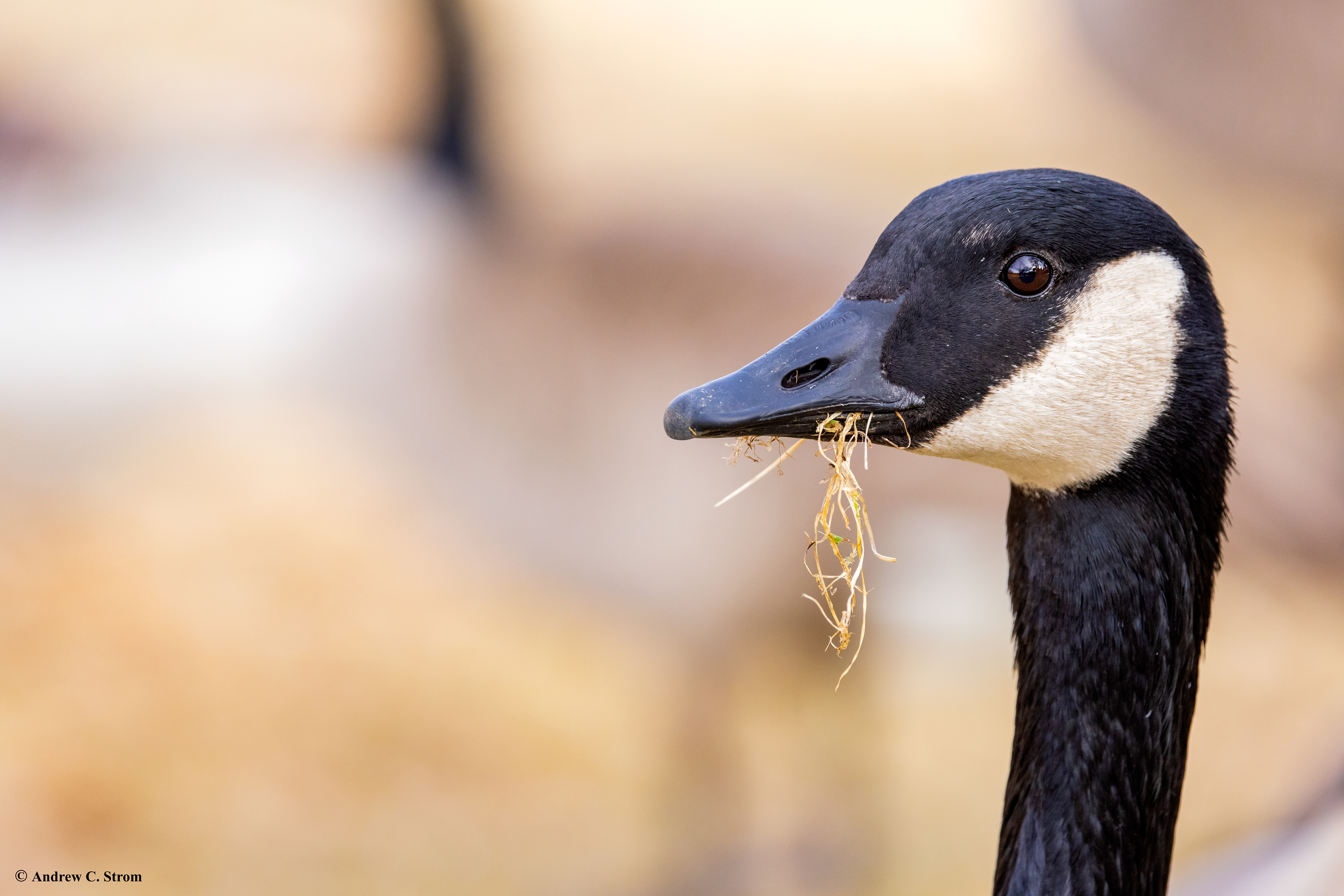 Canada Goose