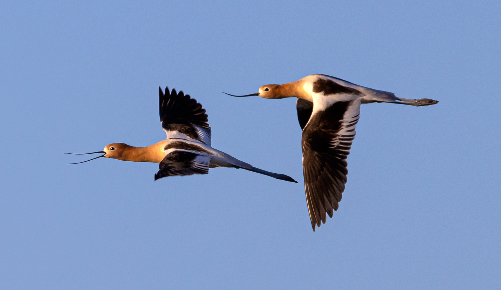 American Avocets