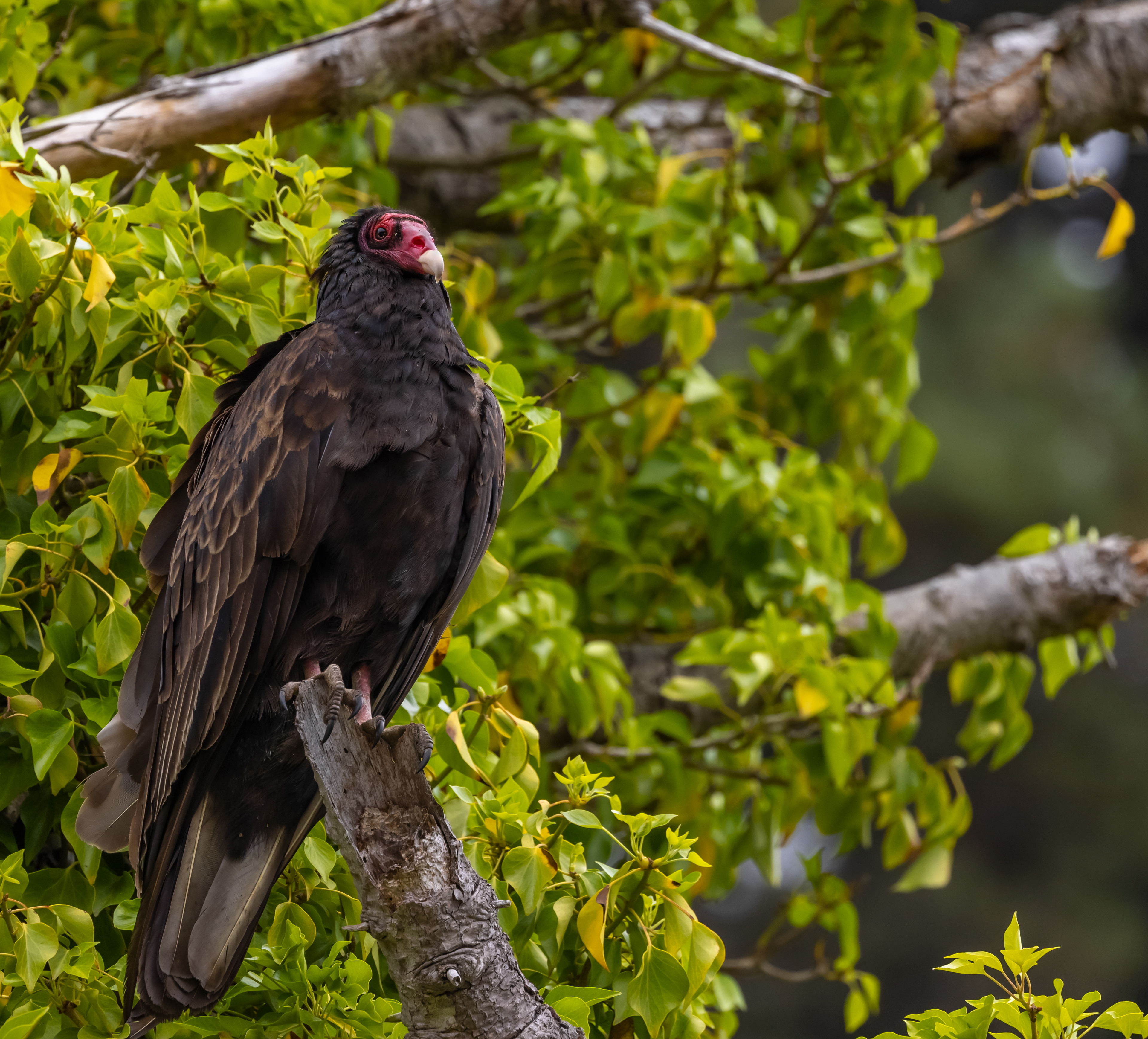 On The Lookout - Turkey Vulture - Navarro, CA