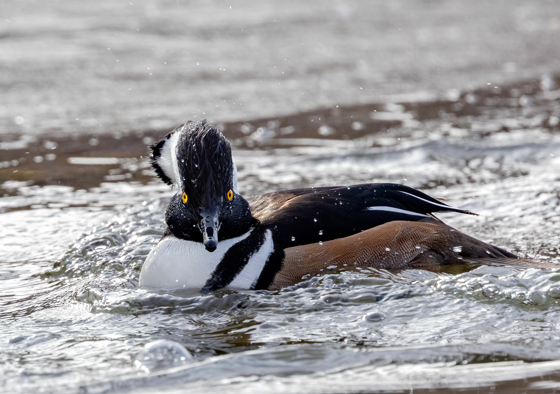 Hooded Merganser