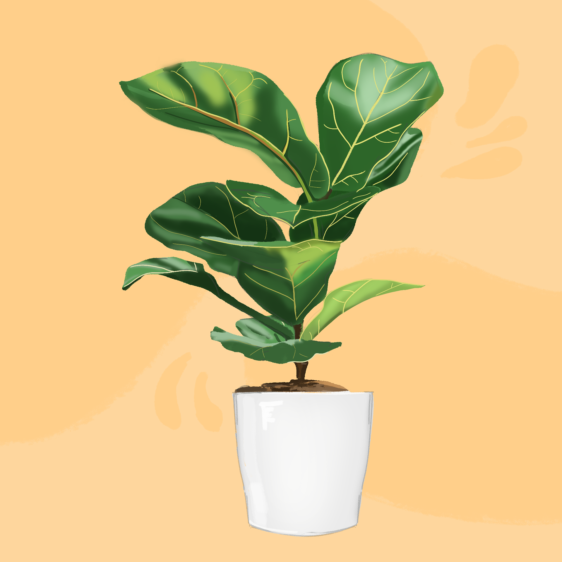 Ficus lyrata 🌿 #figuier #ficus #ficuslyrata #fiddleleaffig #fiddleleaf #plantes #plants #plantlover #leaves #interiorplants #plantpainting #plantdrawing #plantillustration #digitalart #digitalpainting #illustratrice #creatif #creation #illustration #illustrationdaily #art #igartist #drawingoftheday