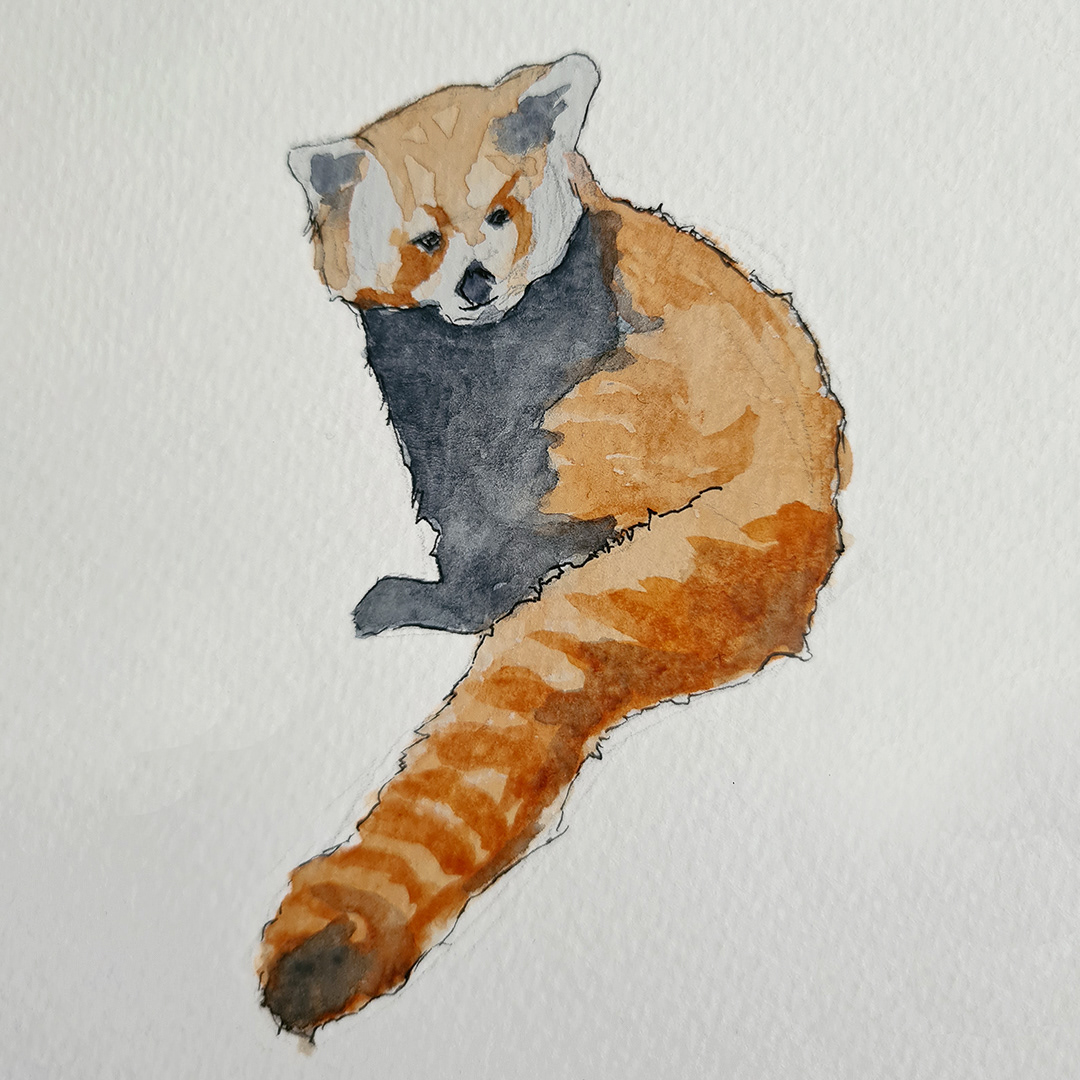#traditionalart #illustration #animalart #animals #redpanda #animaldrawing #art #drawing #photostudy #painting #watercolor #sketch #artistoninstagram