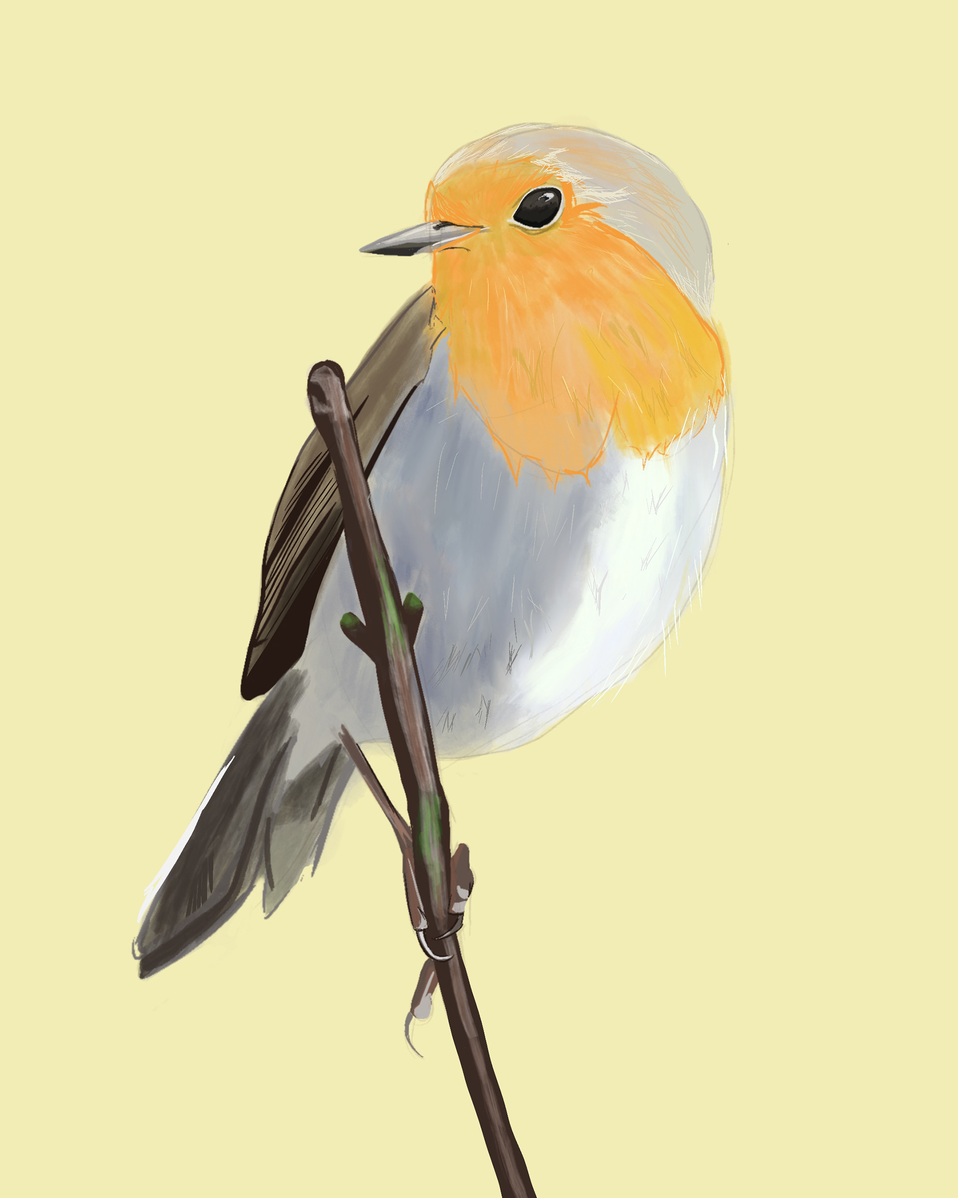Un petit rouge gorge pour tester le pinceau aquarelle de Procreate 🖌 #rougegorge #bird #oiseau #naturelovers #nature #birdsofinstagram #birdlovers #illustration #illustratrice #illustrator #digitalart #digitalpainting #digitalillustration #art #instaart #drawingoftheday #procreate