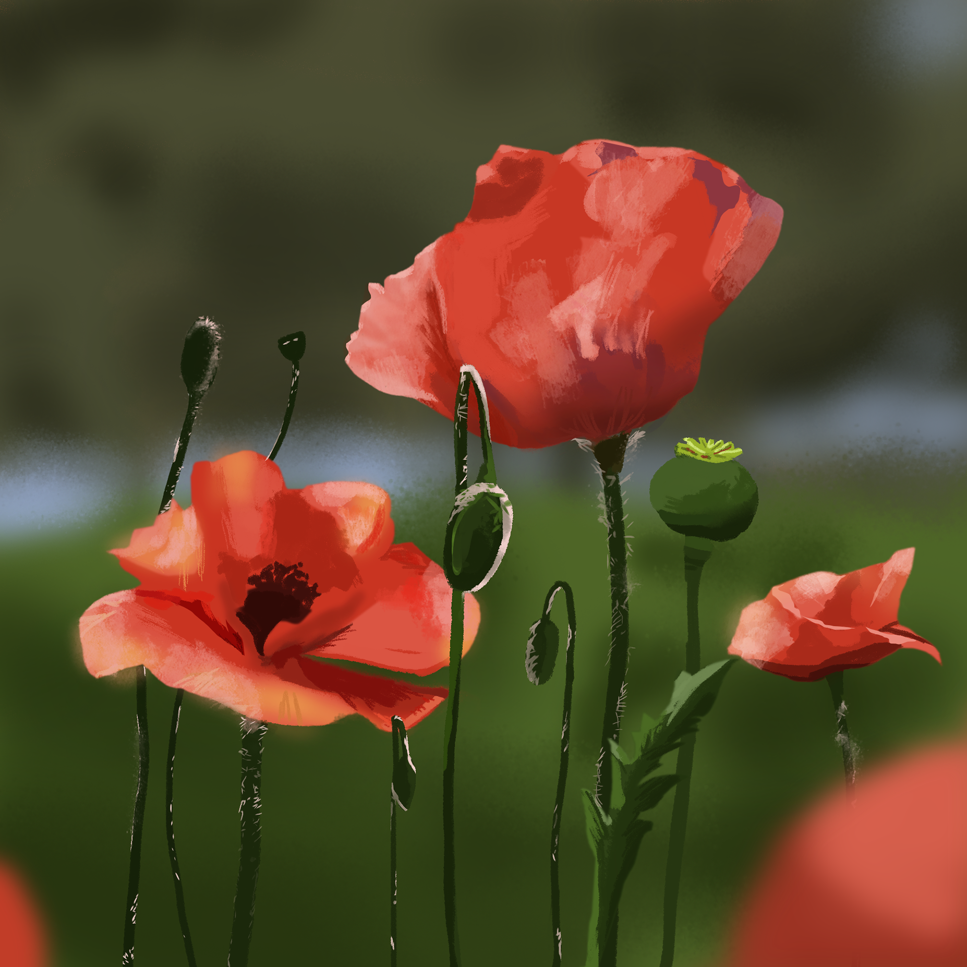 Coquelicots du jour 💁🏻♀️☀️ #poppy #poppyflower #poppyfields #poppiesofinstagram #coquelicot #floralillustration #dessincoquelicot #artprocess #drawingprocess #study #red #rouge #environmentart #nature #naturelovers #flowerlovers #flowers #flowerillustration #illustration #illustratrice #illustrator #digitalart #digitalpainting #digitalillustration #art #instaart #drawingoftheday