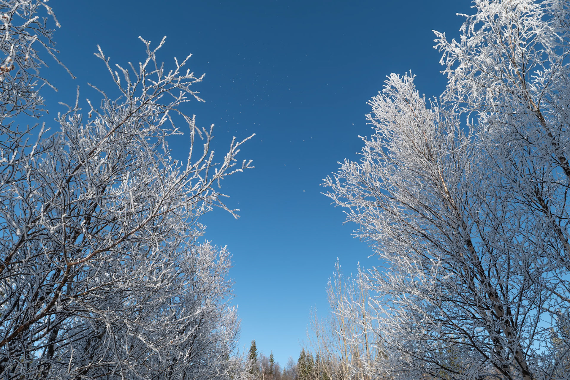 "Winter’s Breath" — Fatmomakke, Sweden, October 21, 2023