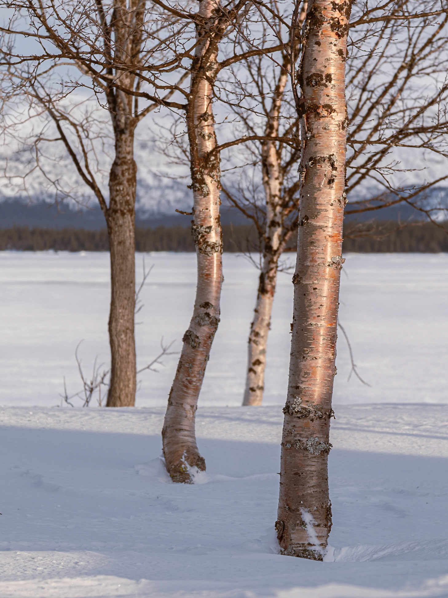 "Familiy" — Saxnäs, Sweden, March 3, 2022