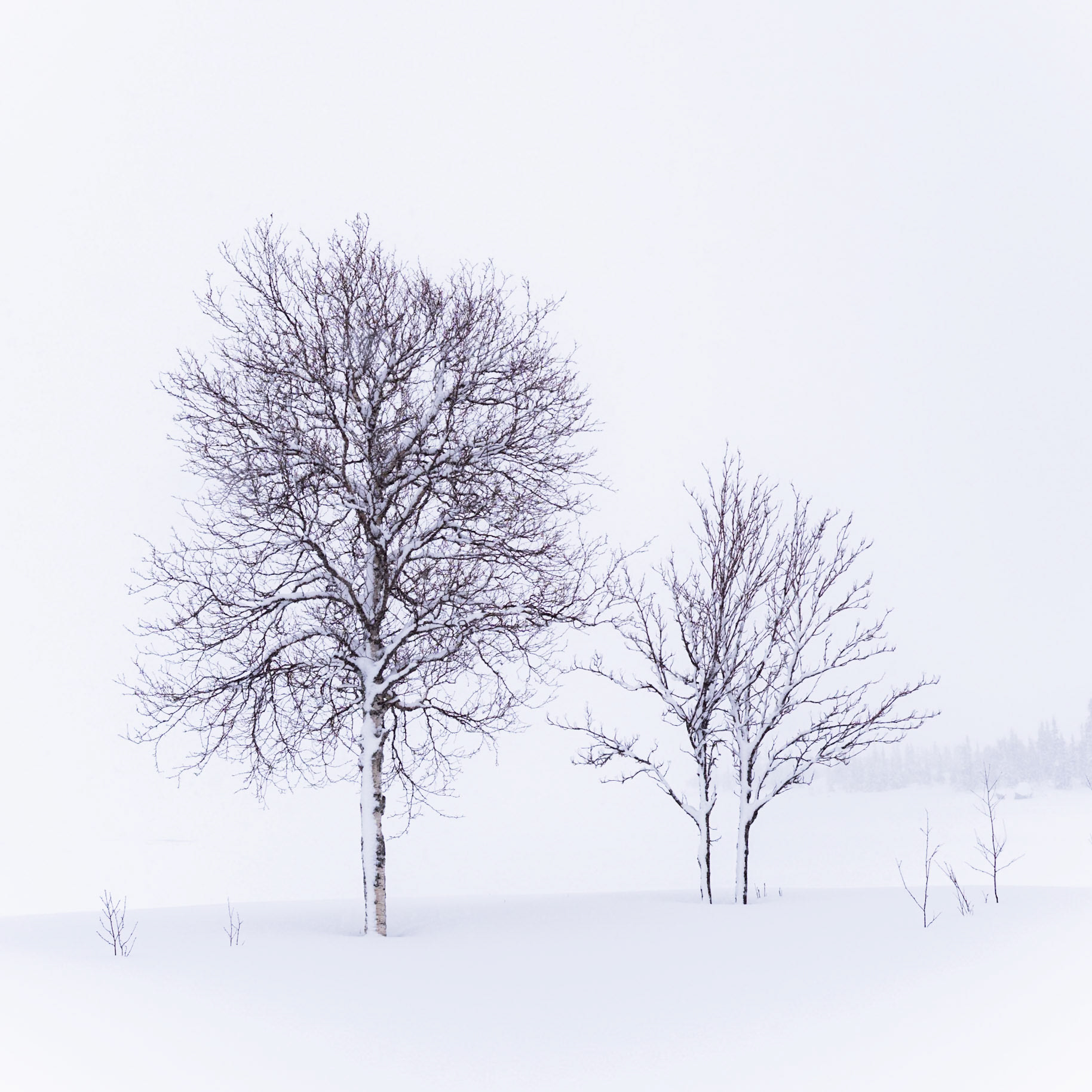 "Within the Mist" — Saxnäs, Sweden, April 10, 2022