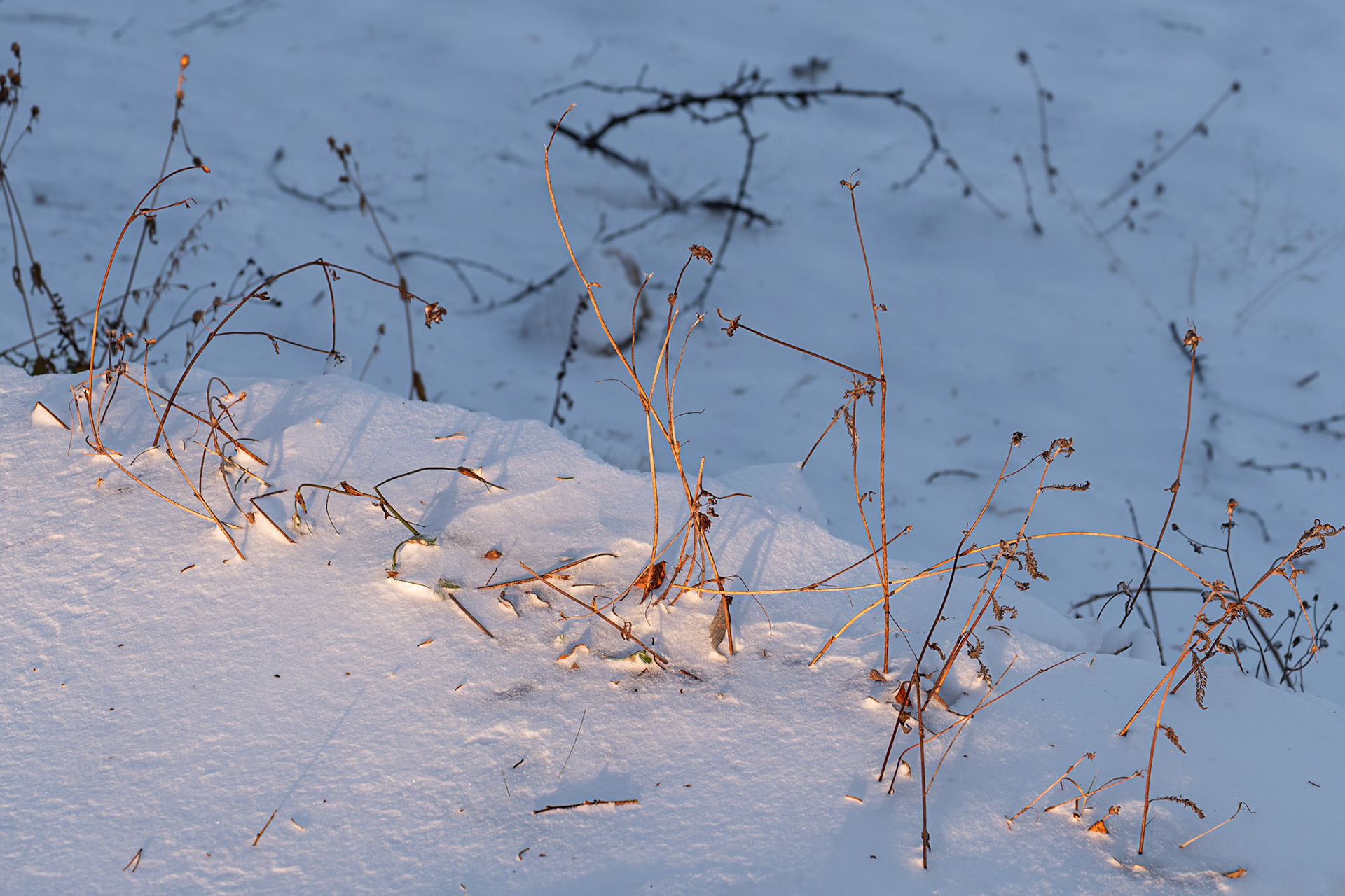 "Half-light" — Saxnäs, Sweden, November 1, 2024