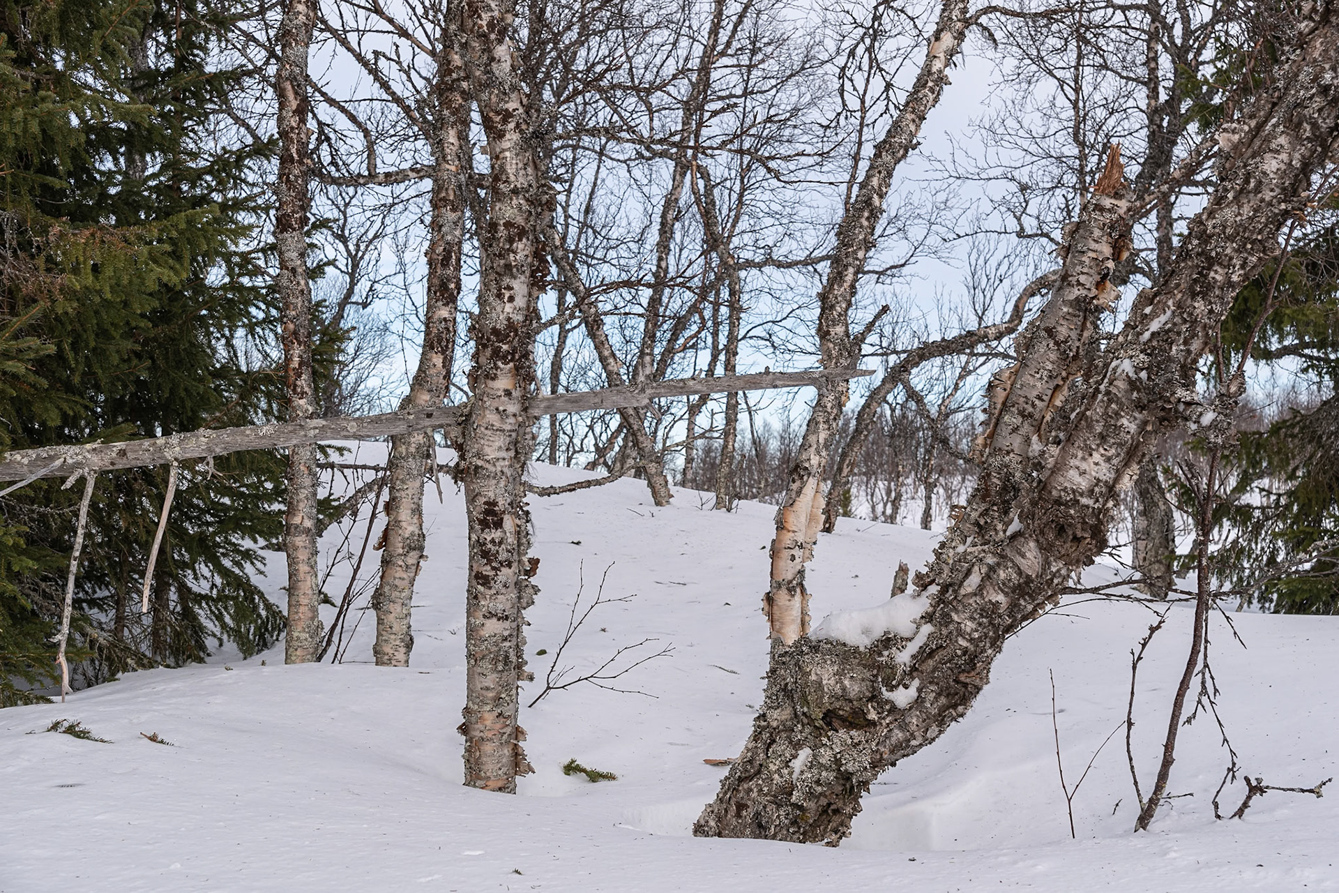 "Nature Letters" — Saxnäs, Sweden, March 9, 2025