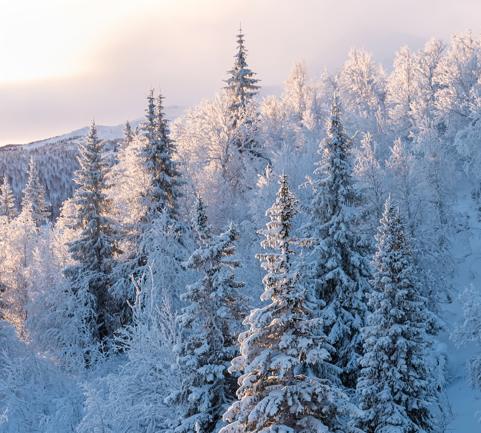 "Narnia"  — Saxnäs, Sweden, January 11, 2025
