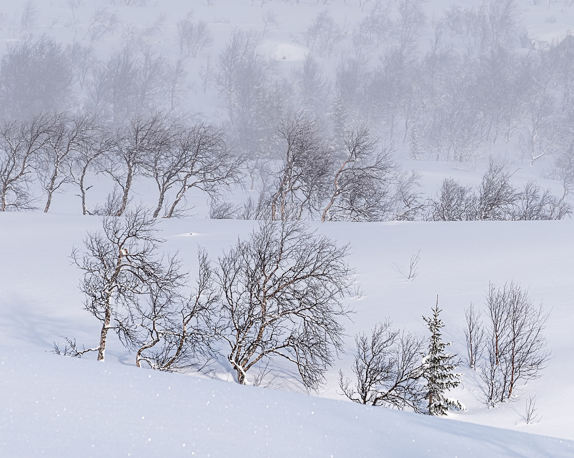"Endurannce" — Marsfjällen, Sweden, February 25, 2024
