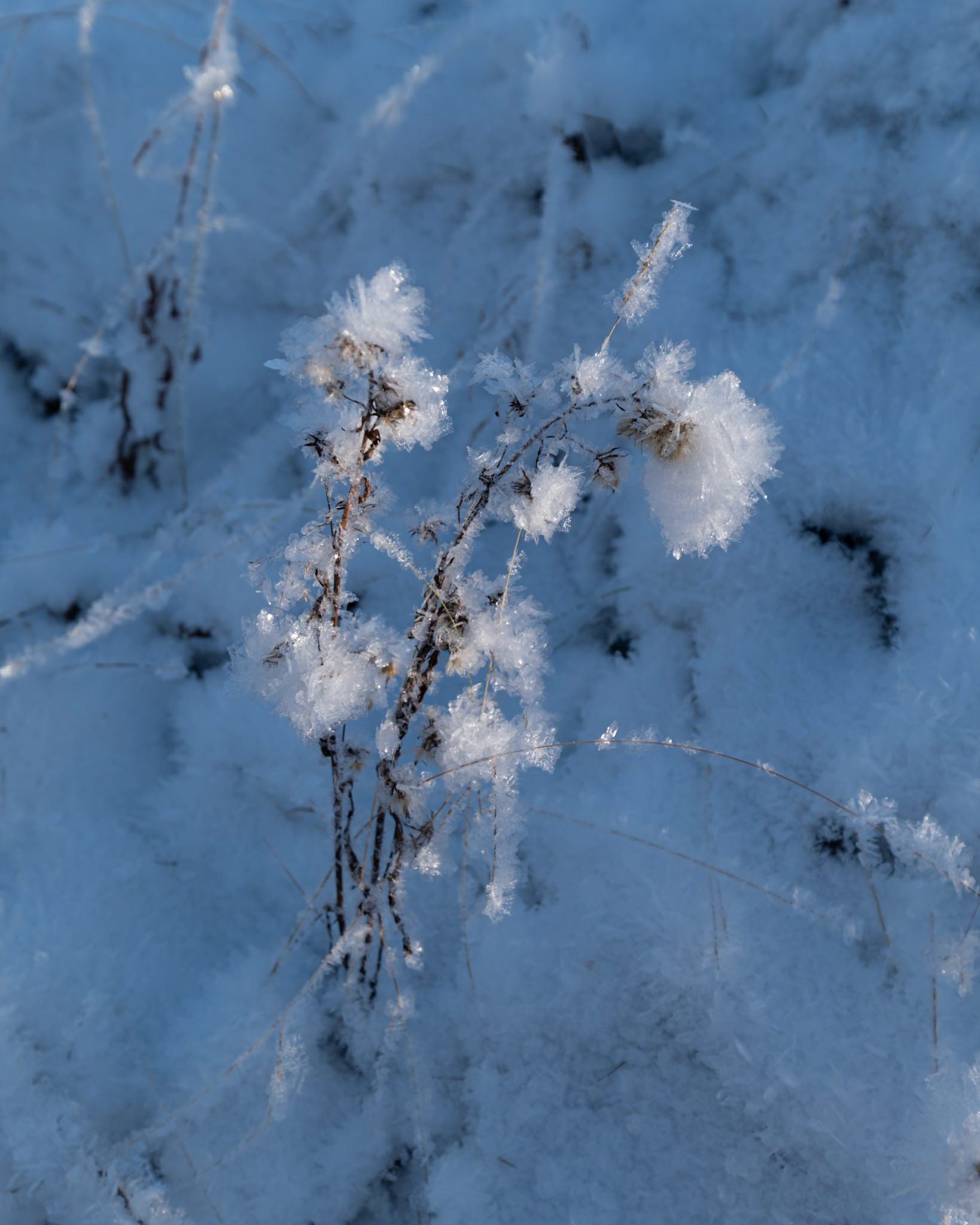 "Crystal  Embrace" —  Fatmomakke, Sweden, October 21, 2023