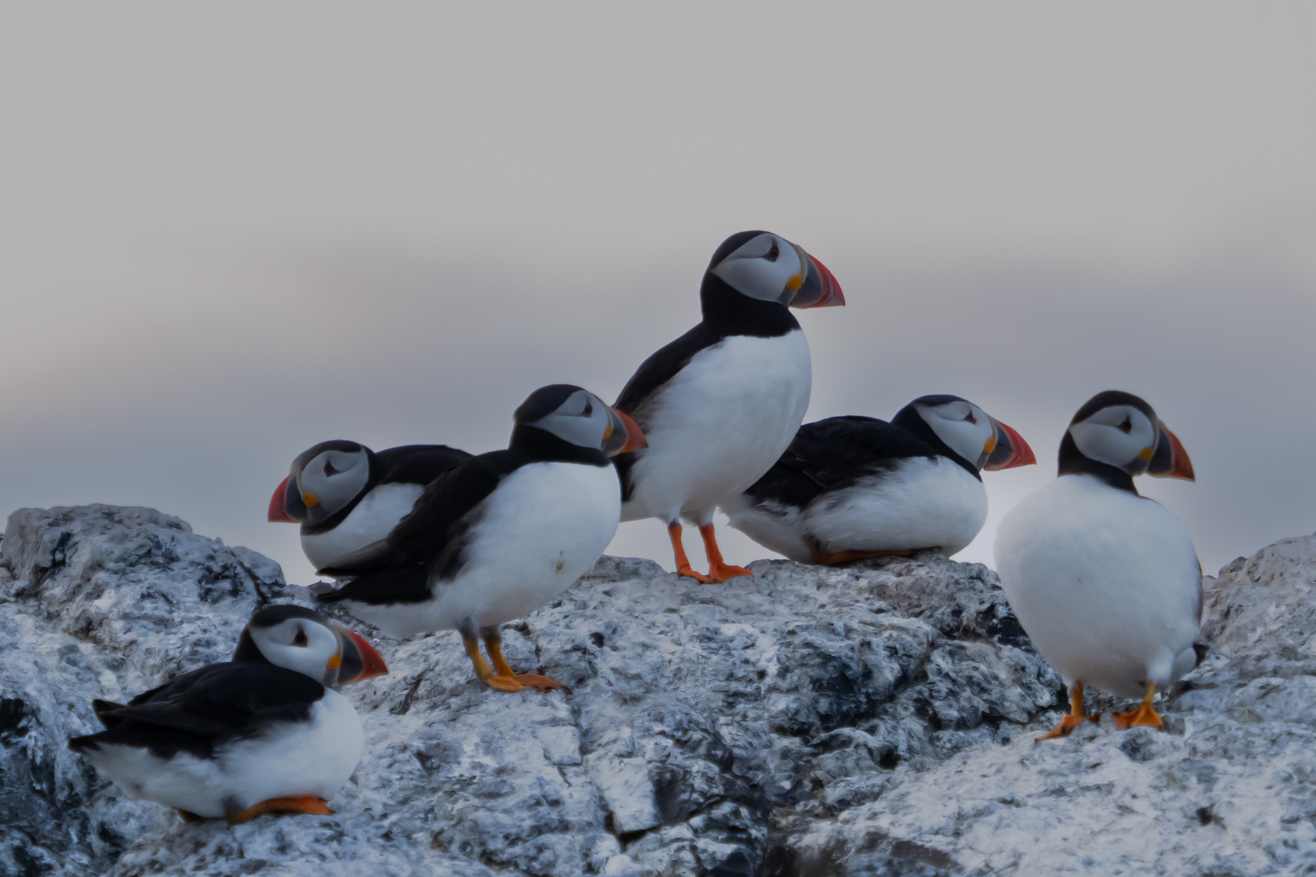 Puffins on Farne Islands