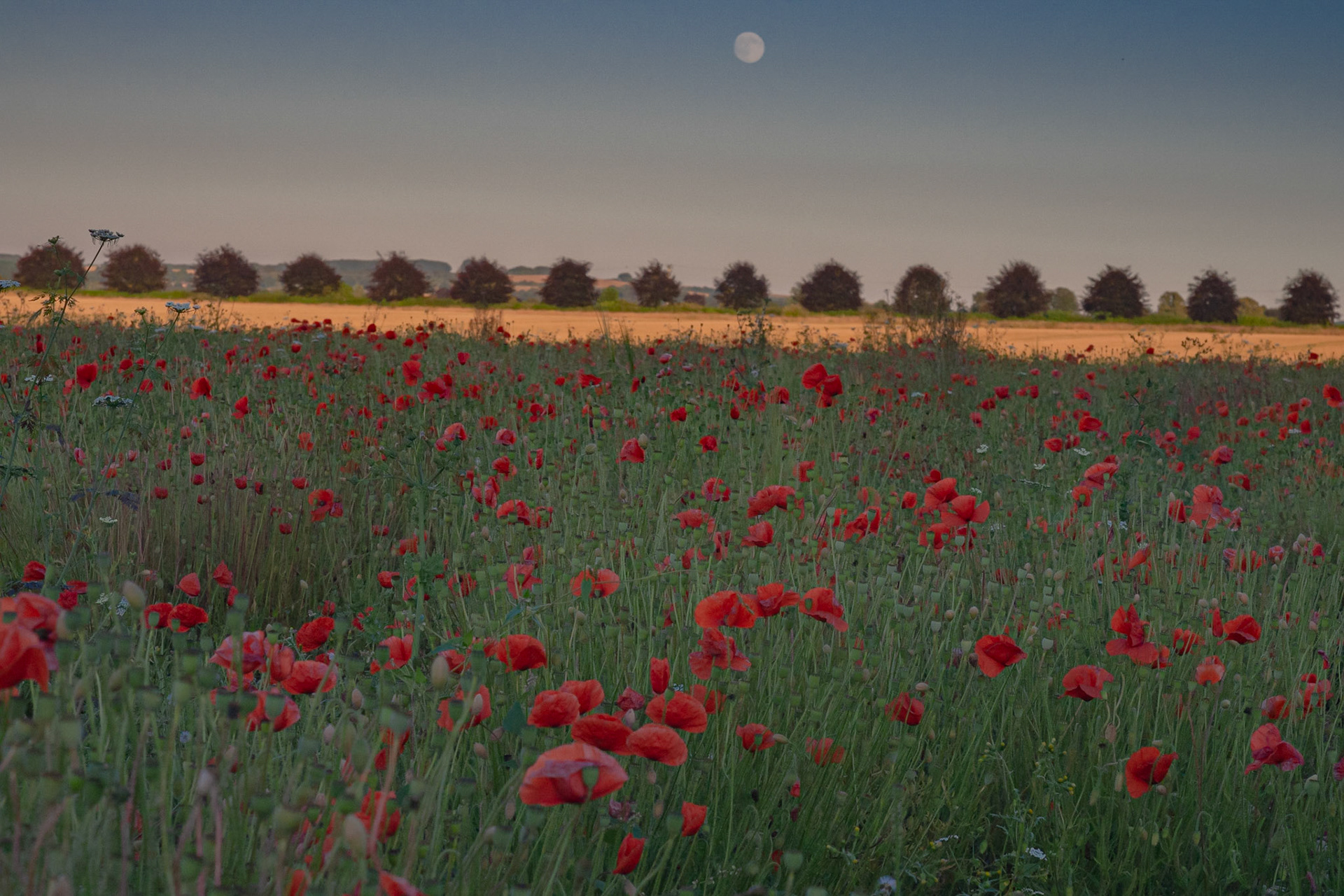 Poppy Field