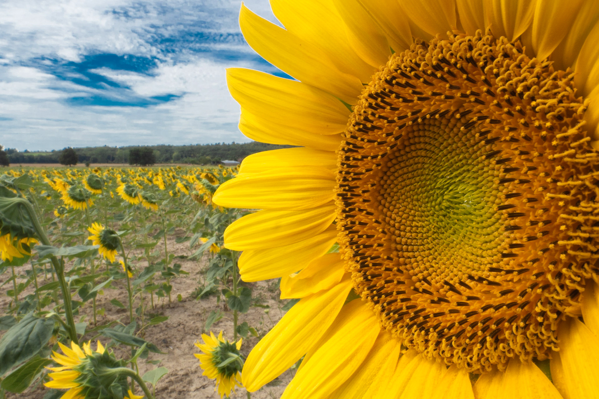 Sunflower Field