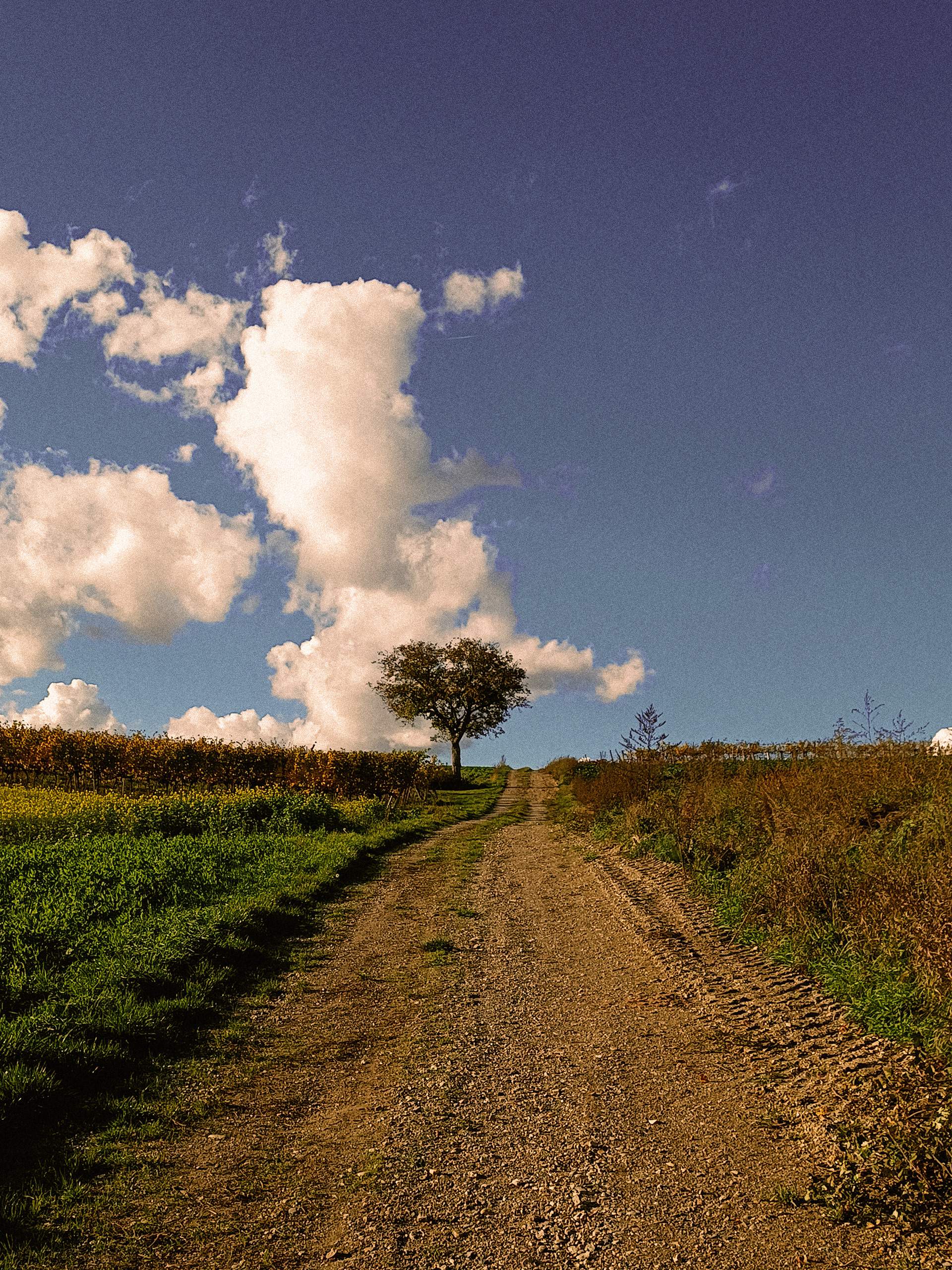 "path to the sky" / 2022