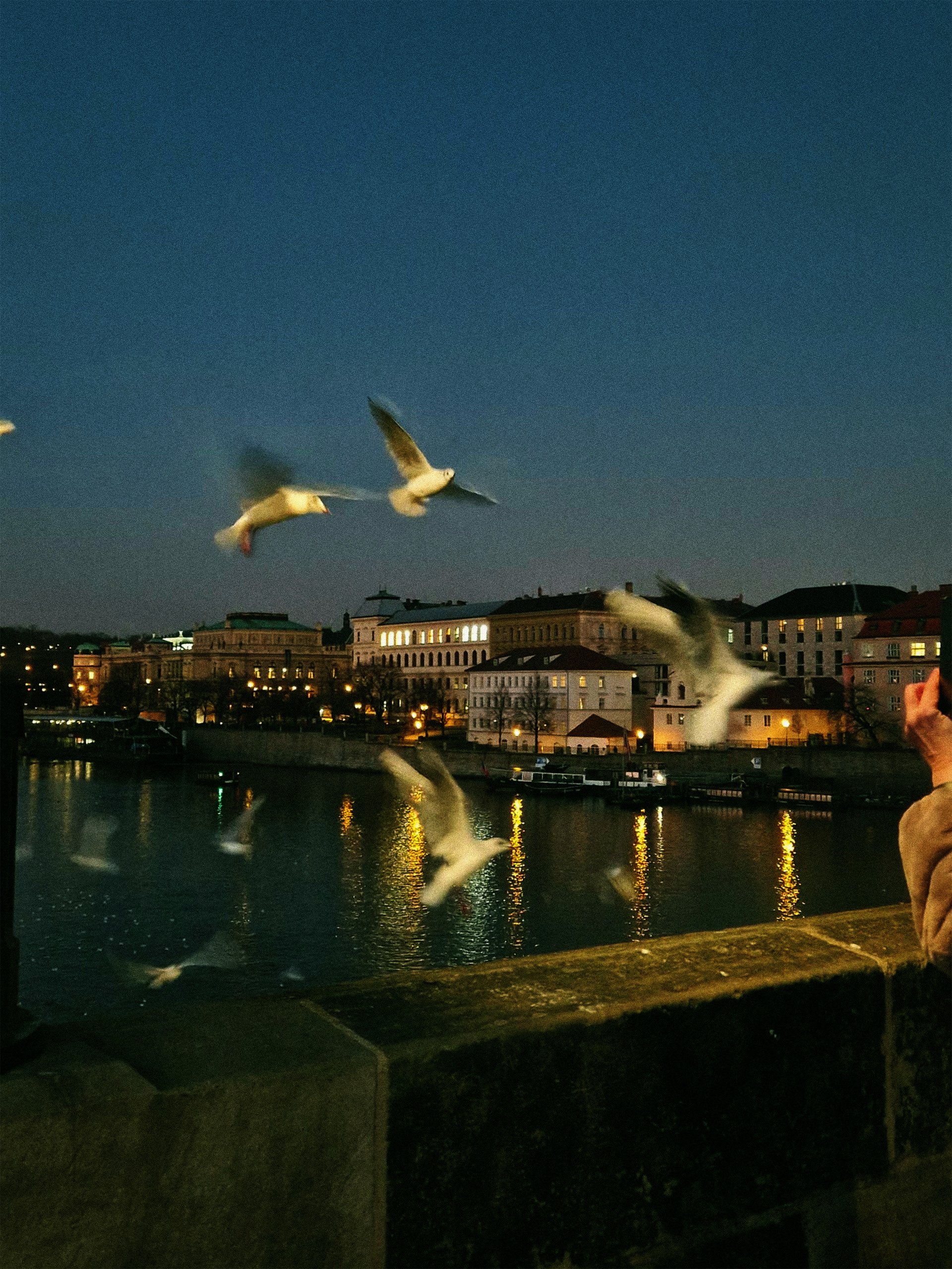"seagulls" / 2023