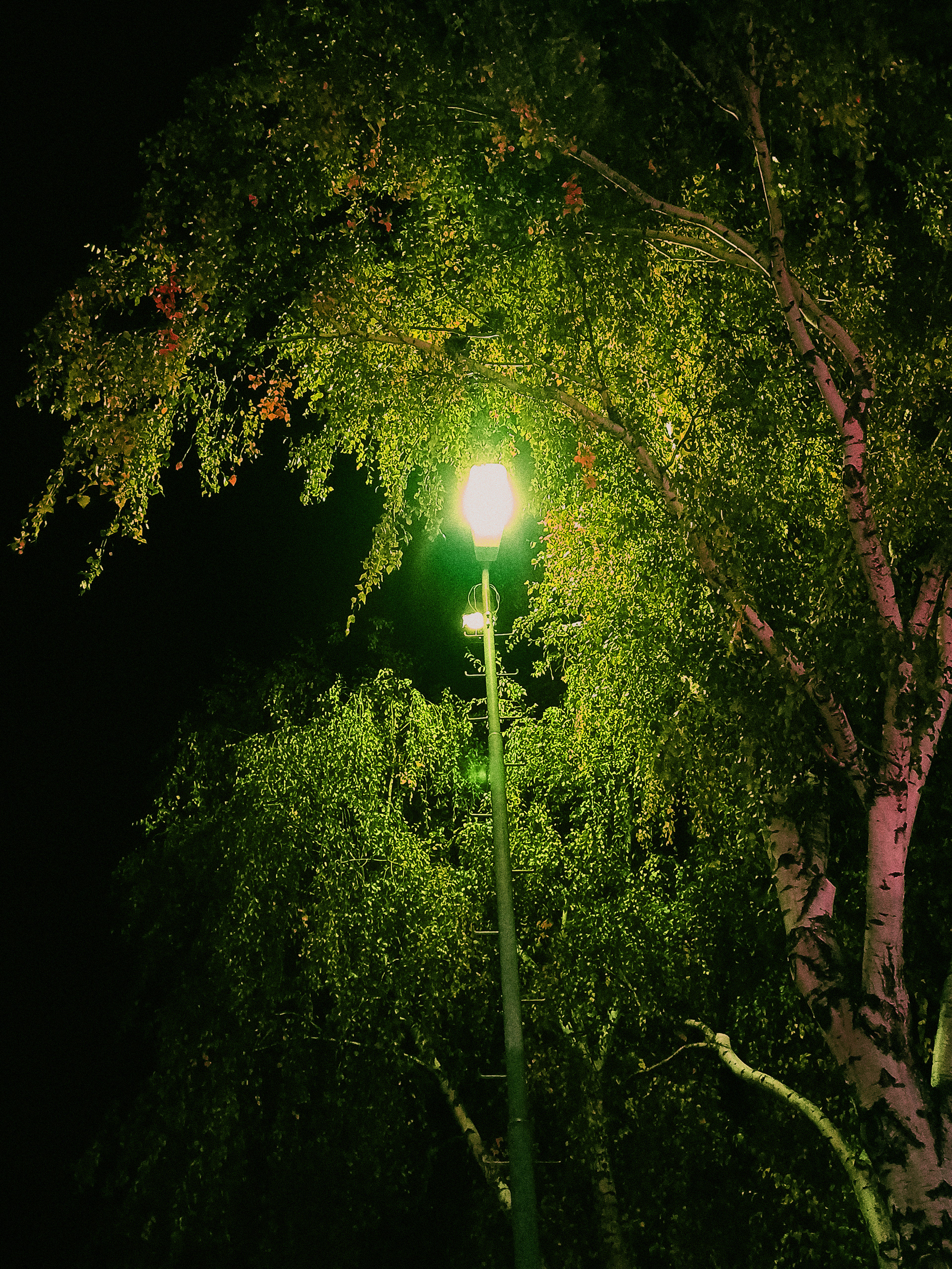 "tree, illuminated" / 2022