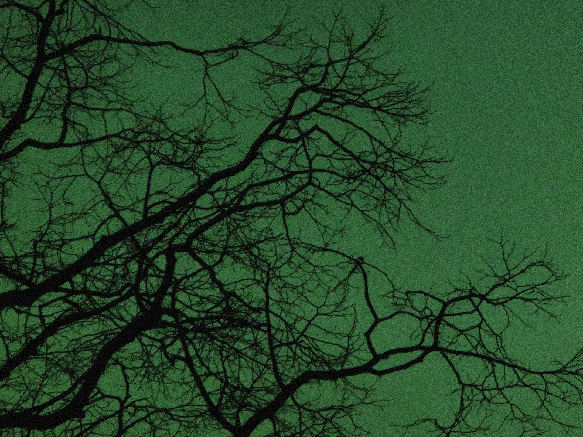 "branches #1" / 2021