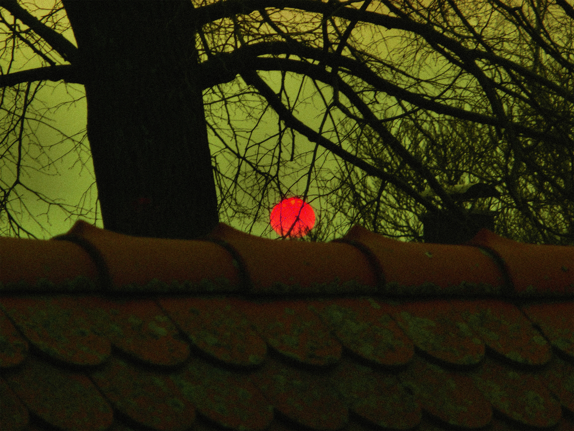 "red sun" / 2021