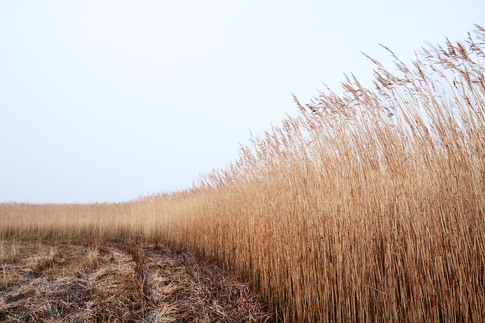 Edge of reed bed Brancaster