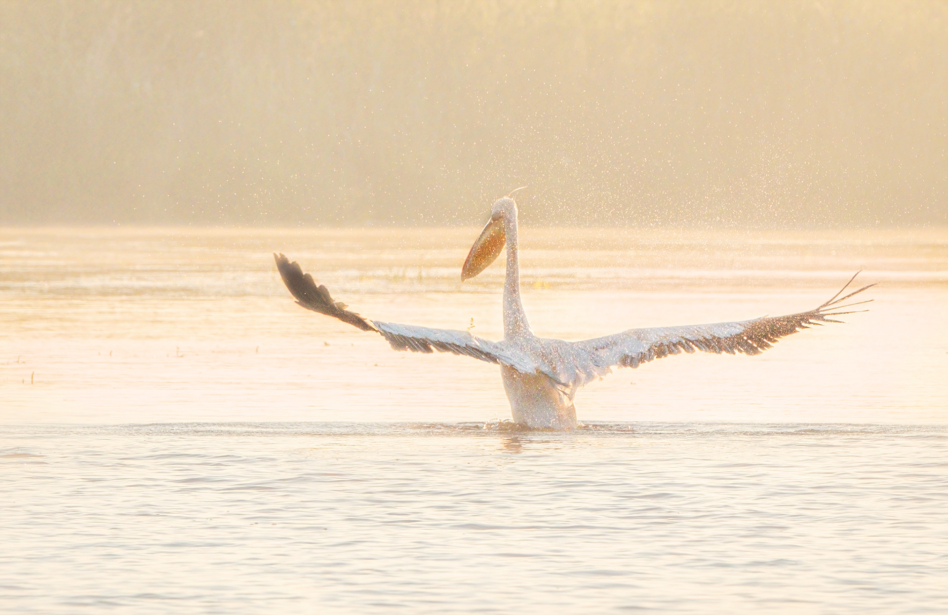 Golden Light