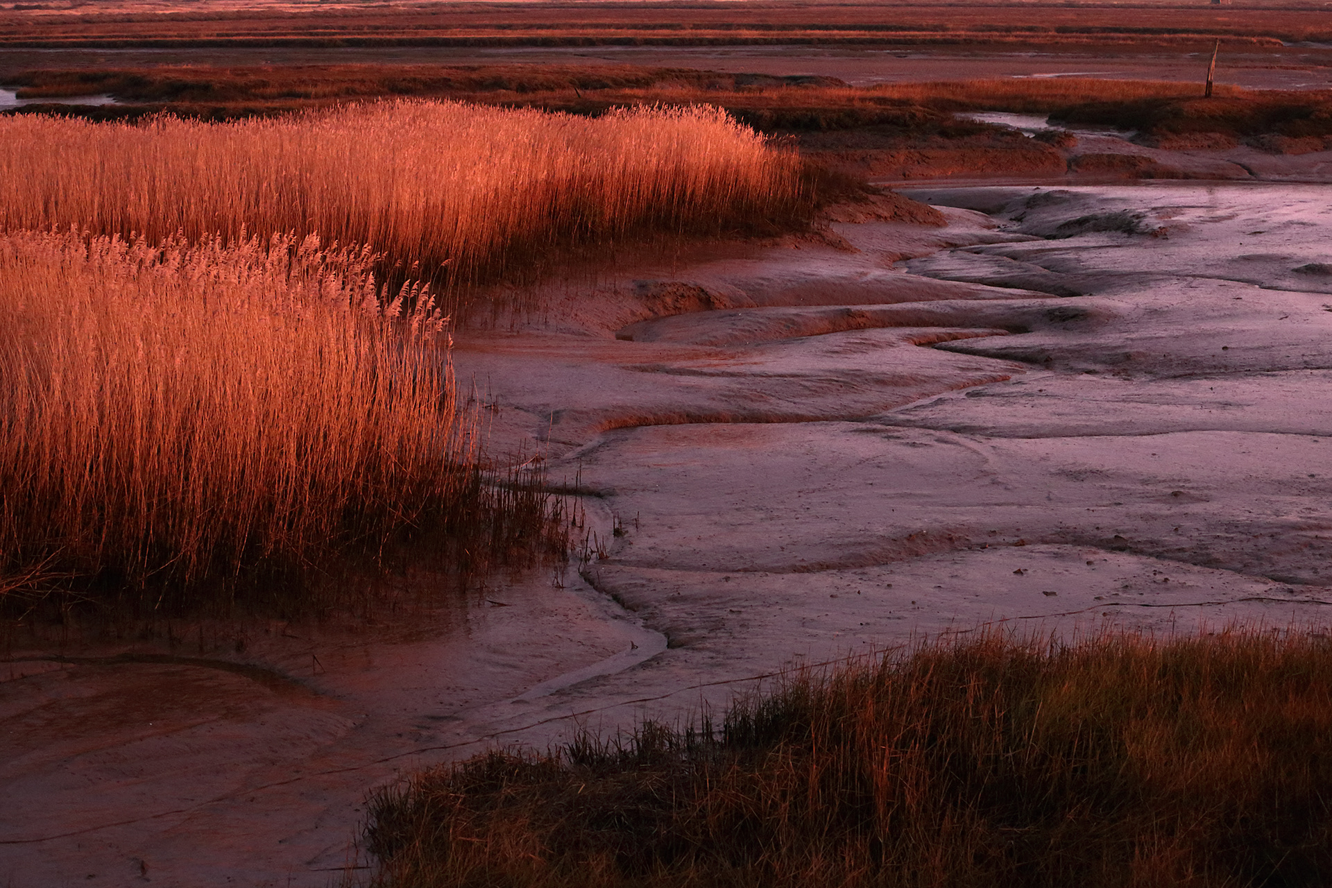 Reeds reflecting the red sky at Dawn