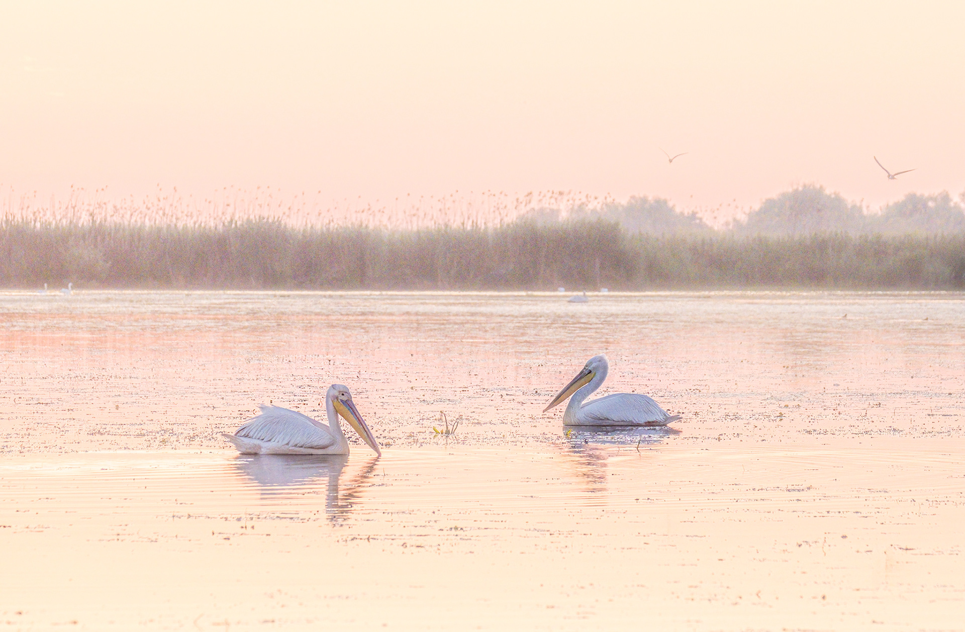 Pelican Duo