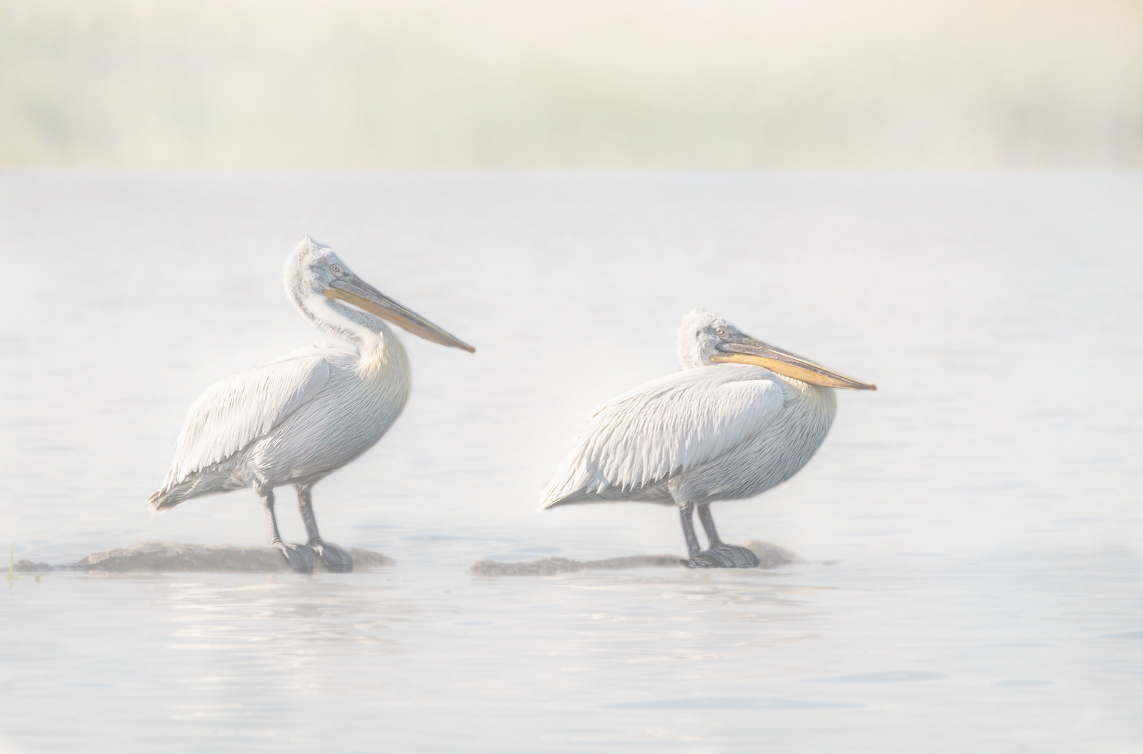 Dalmatian Pelican Pair