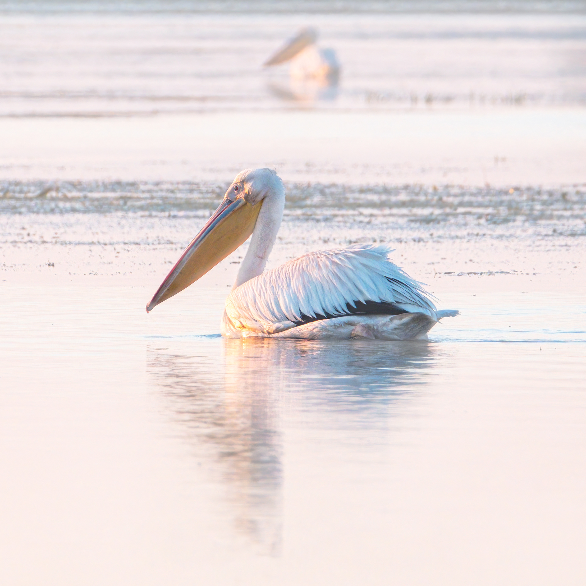 Pelican Duo (Square)