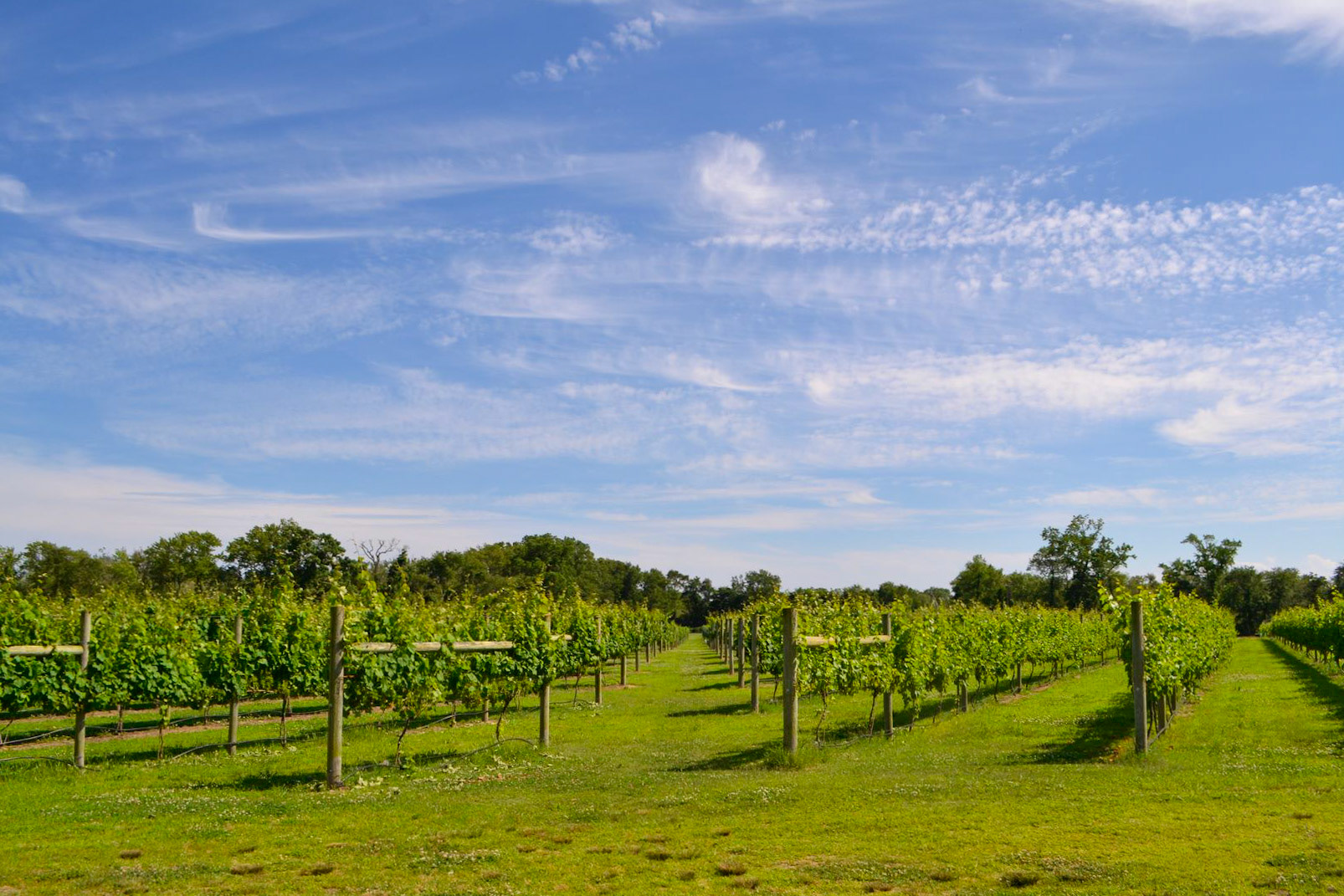 Local Vineyard - New Jersey