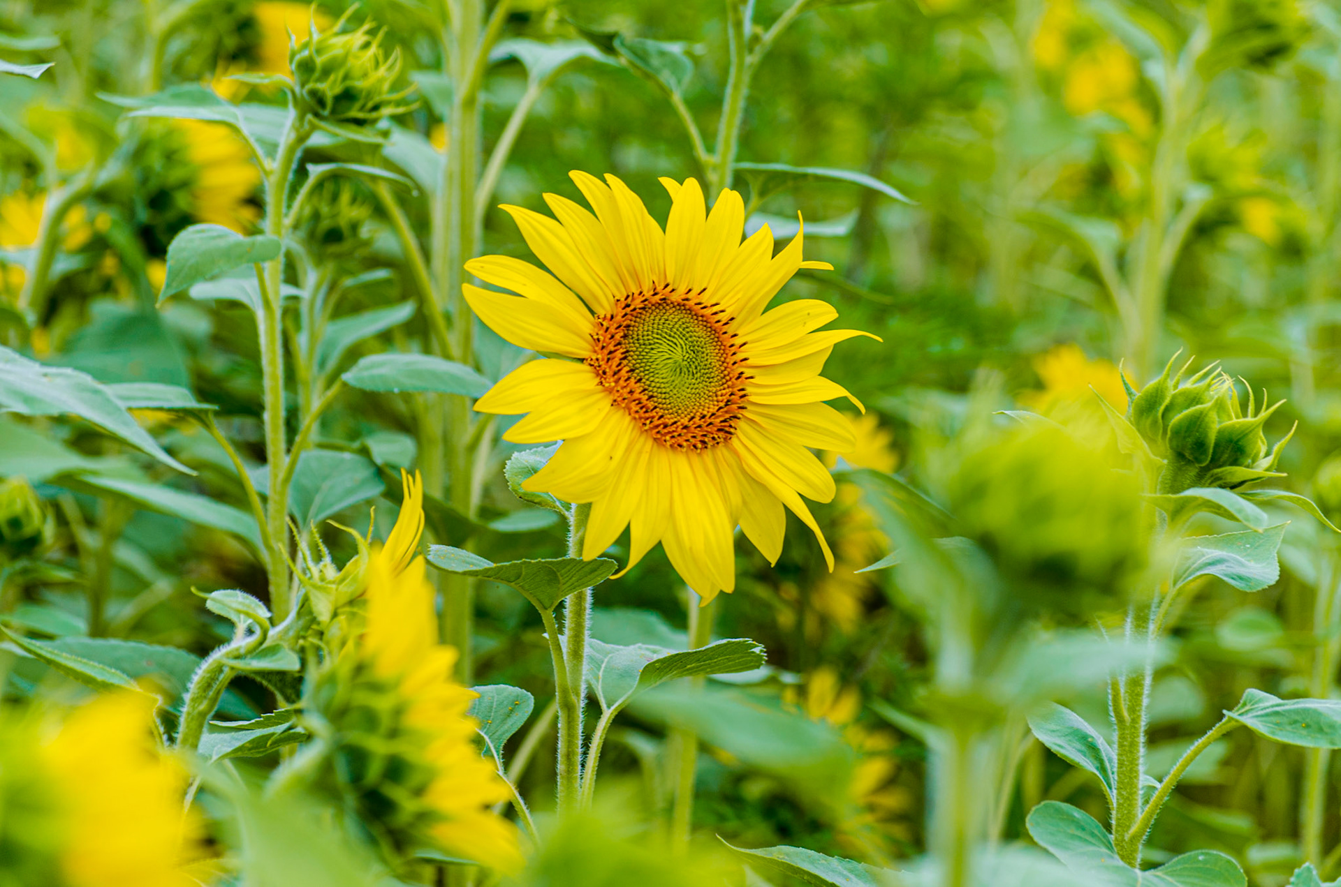 Freedom Farms Wildflower Festival
