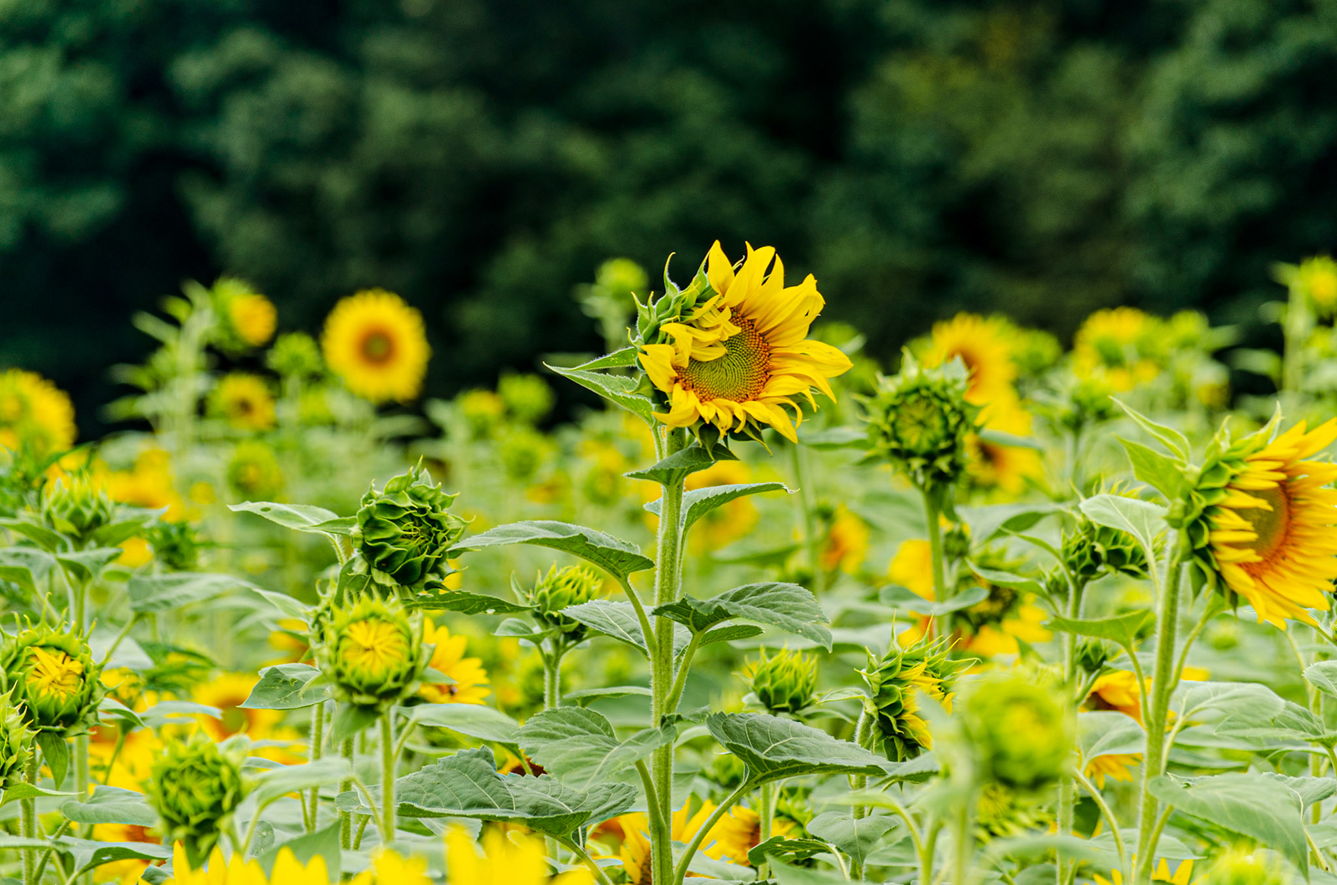 Freedom Farms Wildflower Festival