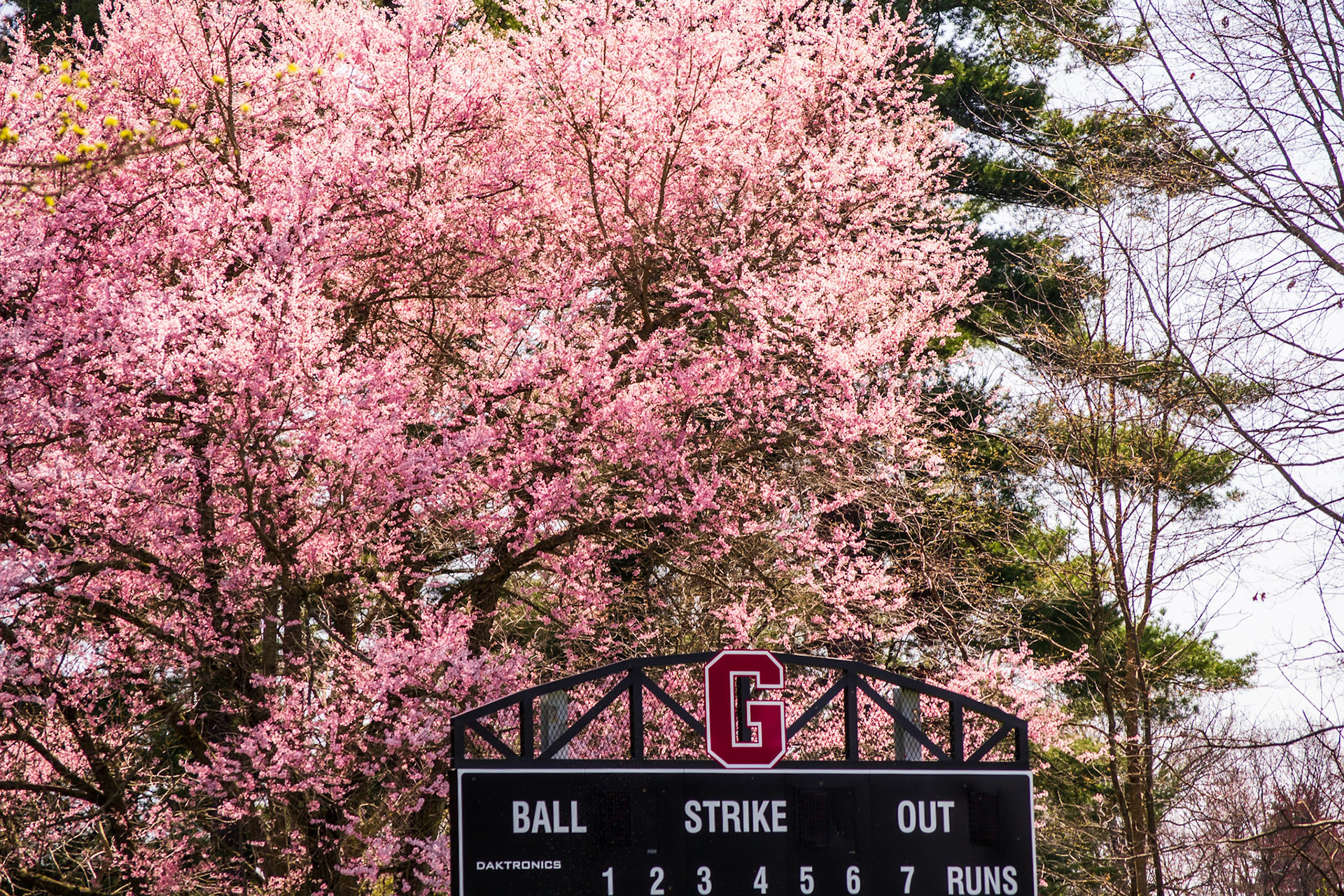 Cherry Blossoms - Grove City College
