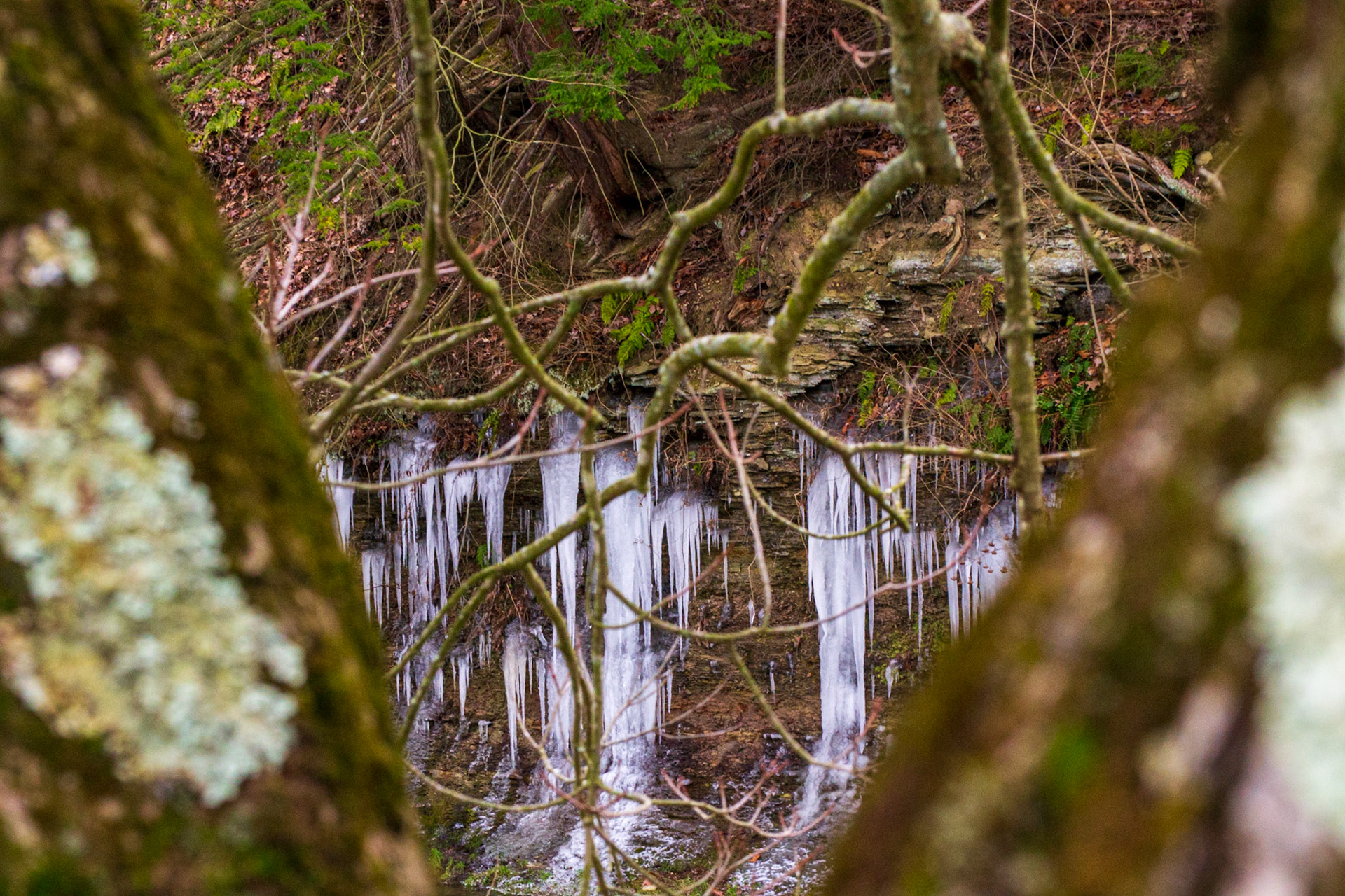 Icicles at Green Valley Park 