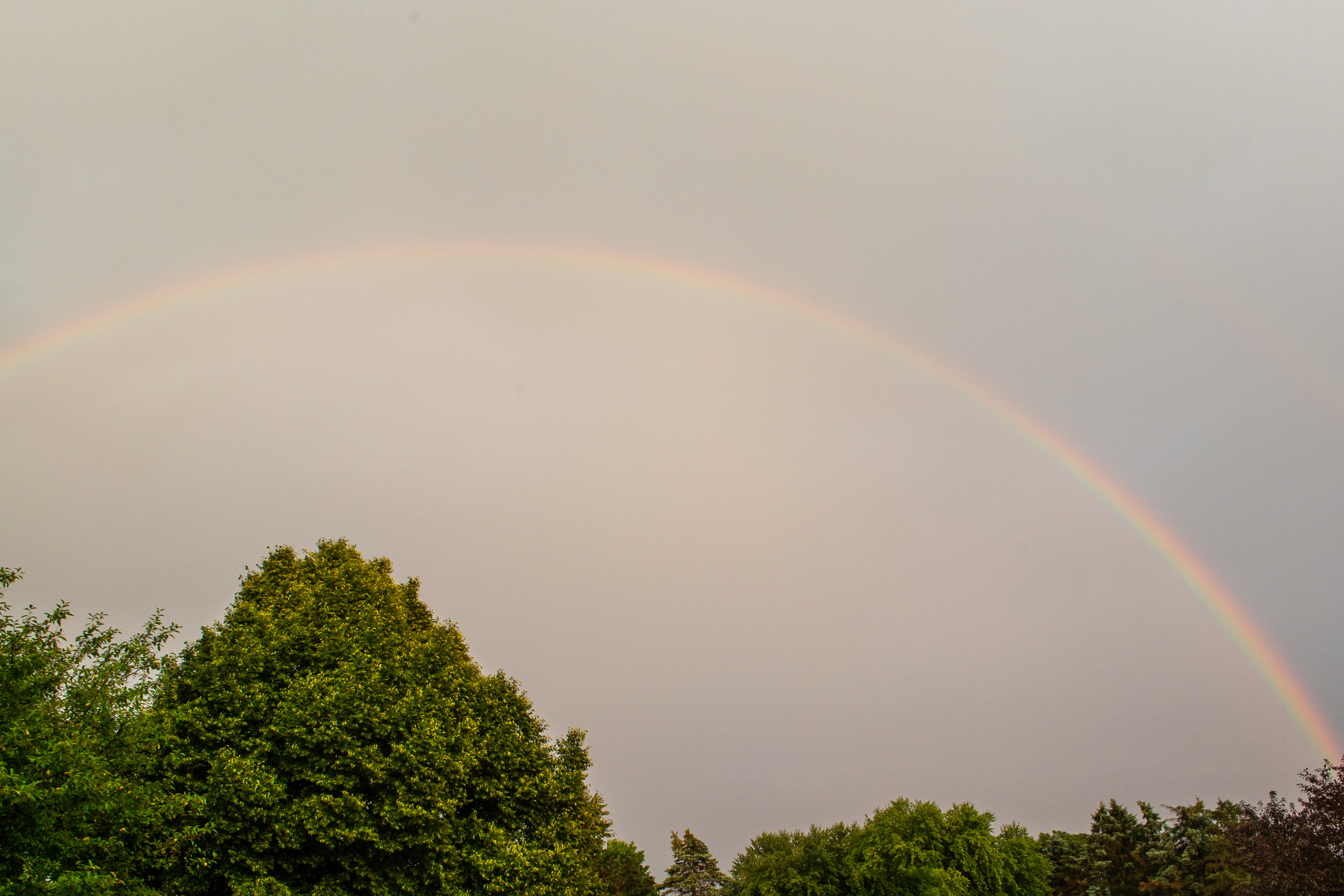 Rainbow Over the Trees