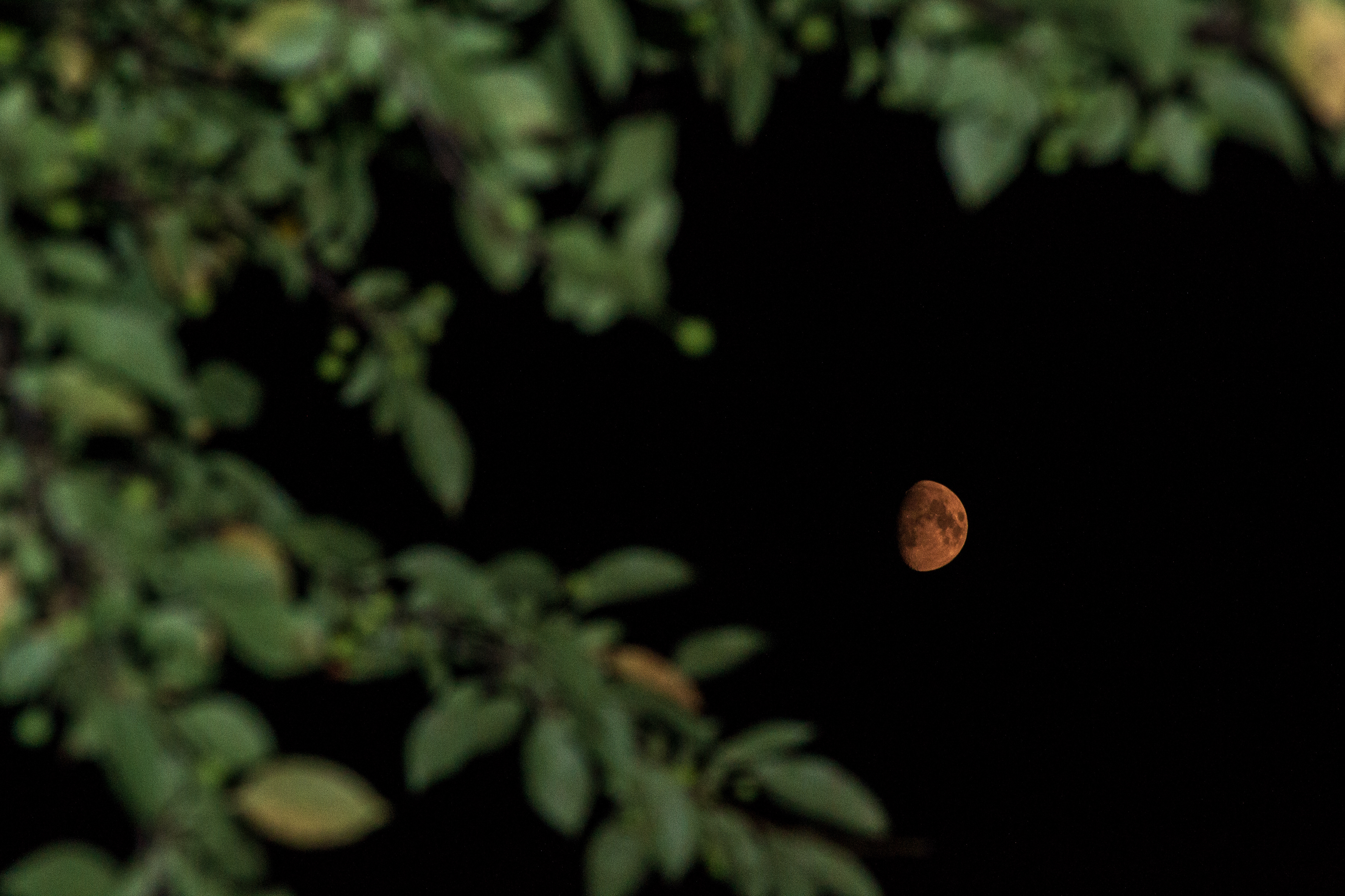 Moon Through the Trees