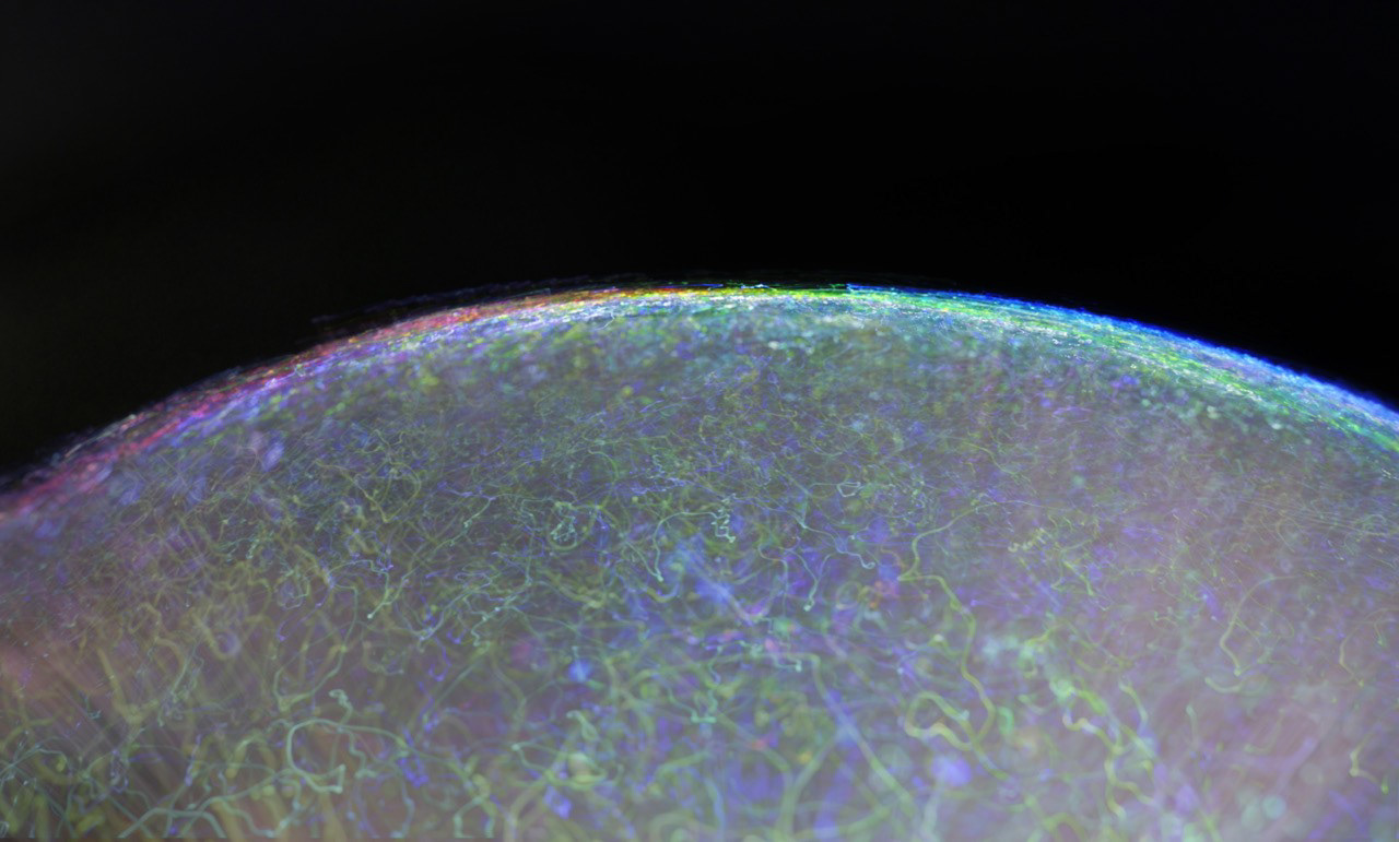 ovule 1233
