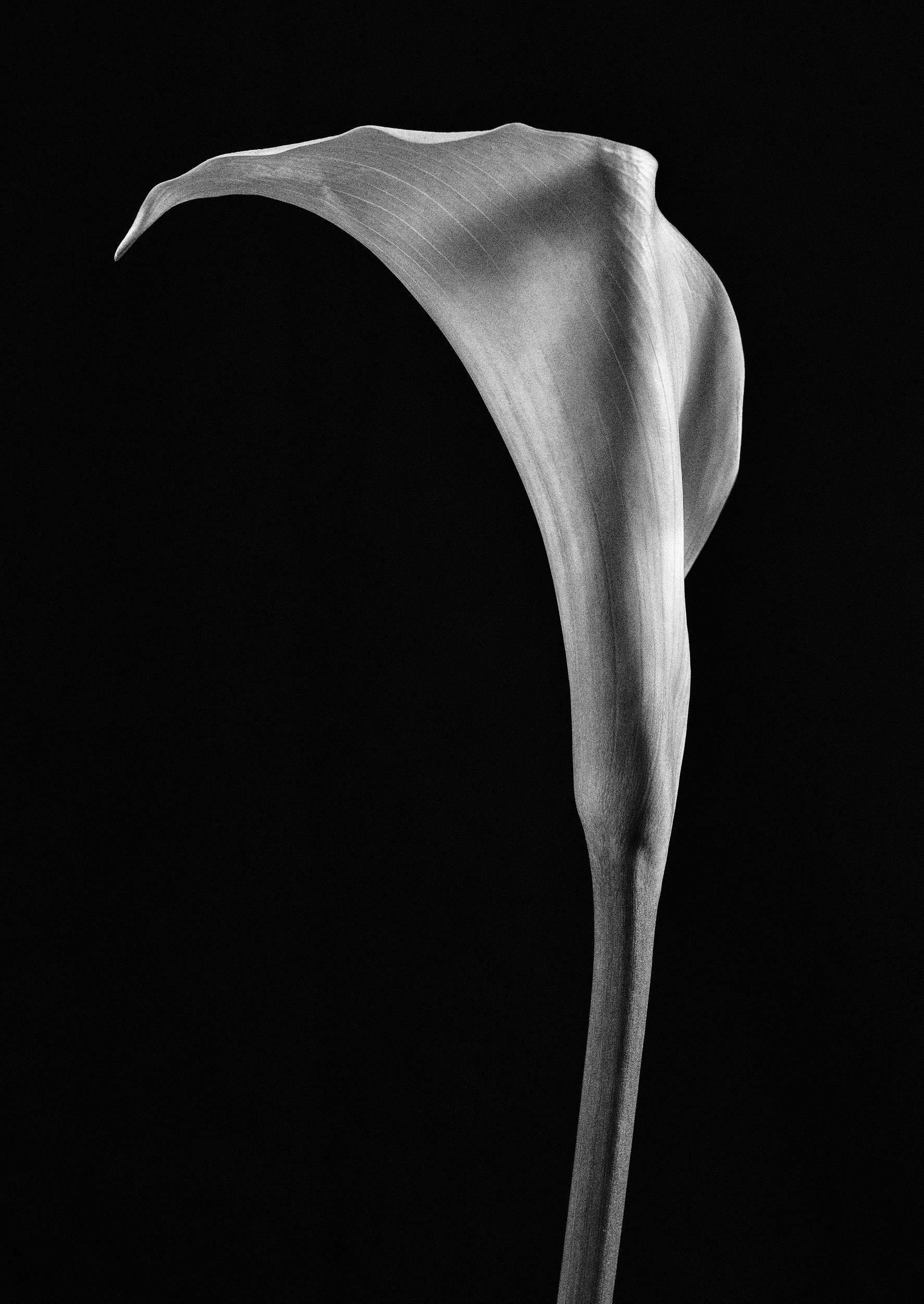 Calla Lily