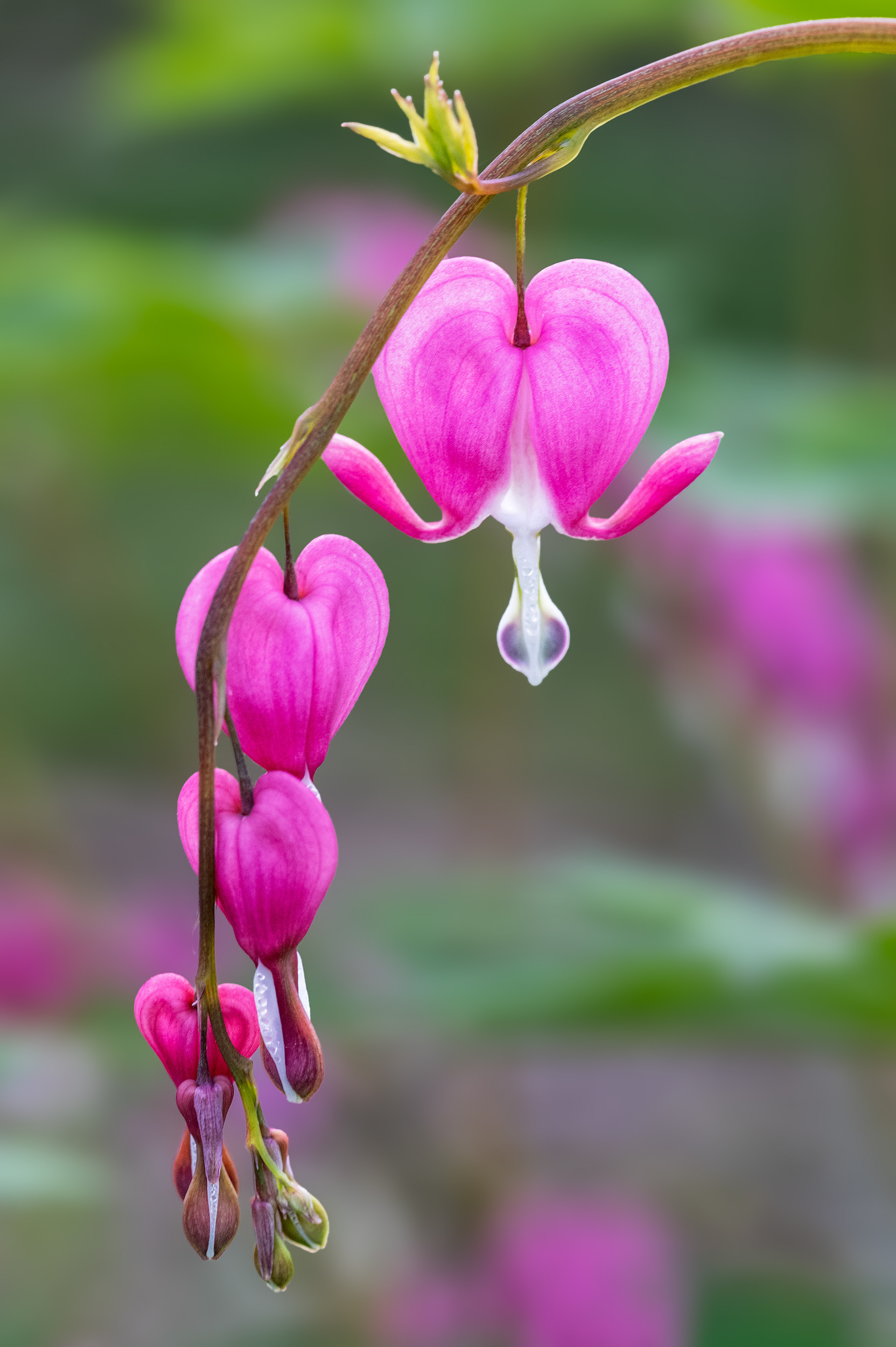 Bleeding Heart