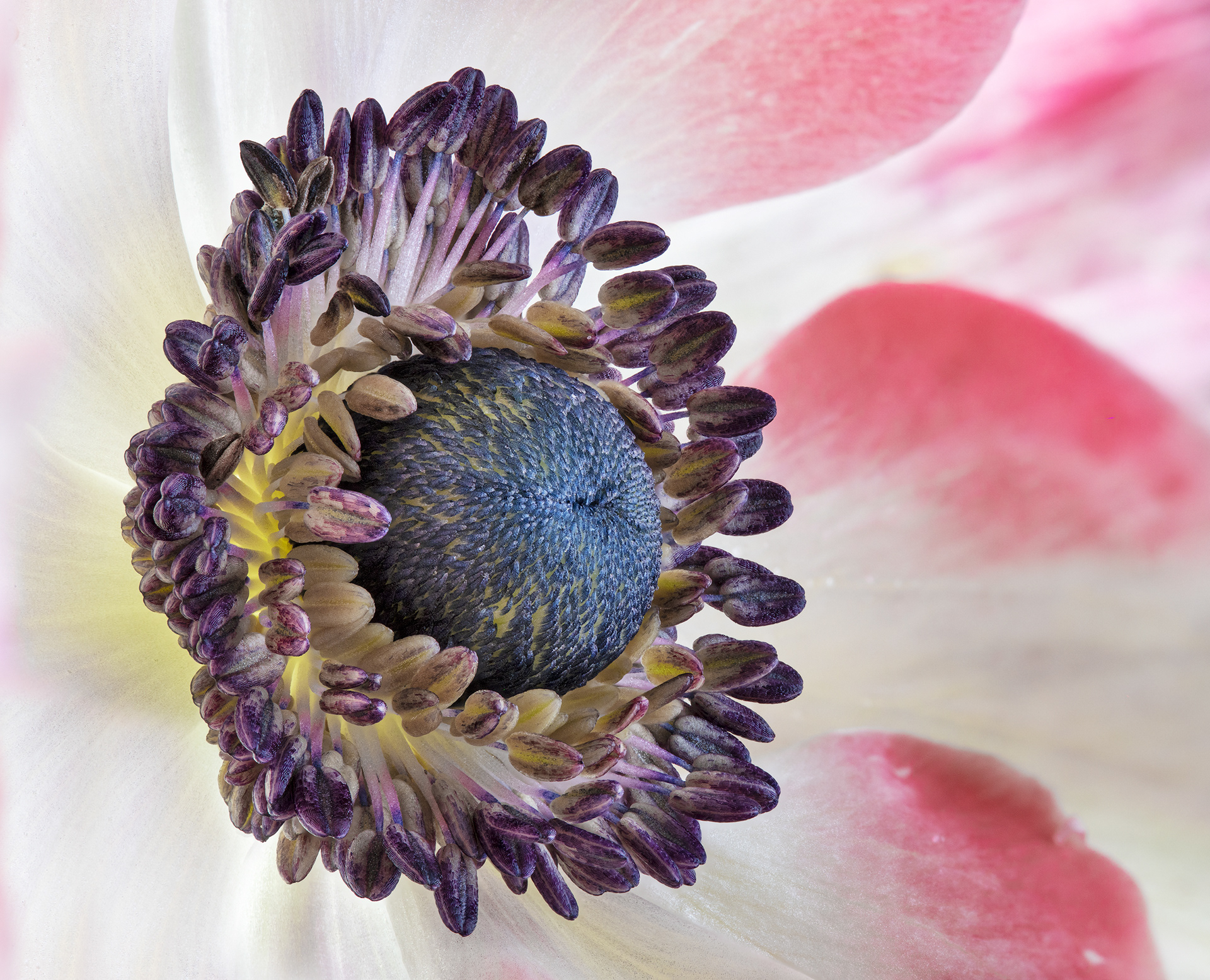 Anemone
